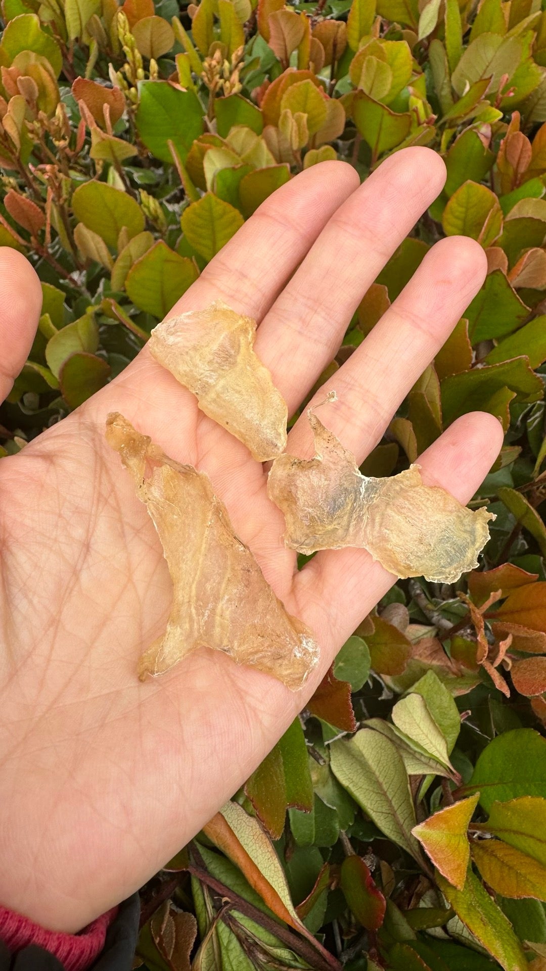 小蝴蝶胶 XS · 特价款(227 克) Butterfly Fish Maw XS · Special Offer (227g) - Season eSHOP