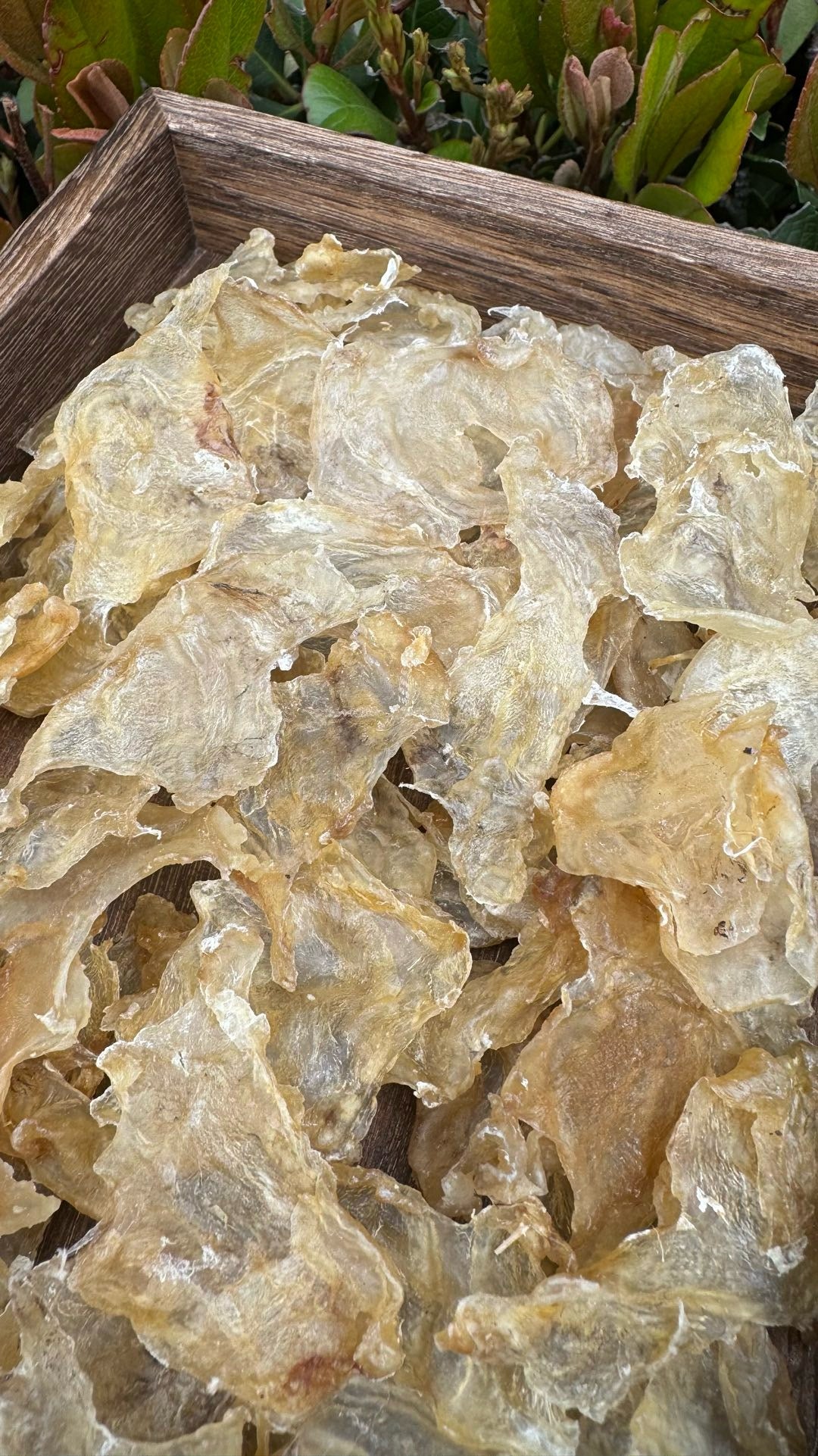 小蝴蝶胶 XS · 特价款(227 克) Butterfly Fish Maw XS · Special Offer (227g) - Season eSHOP