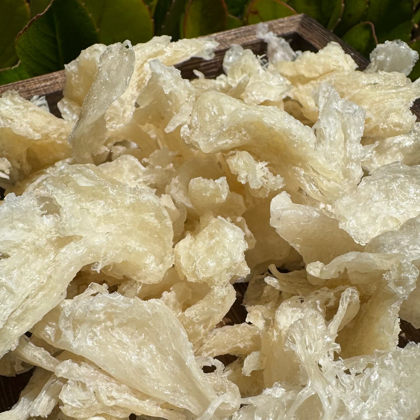 燕角(250克) - Season eSHOP