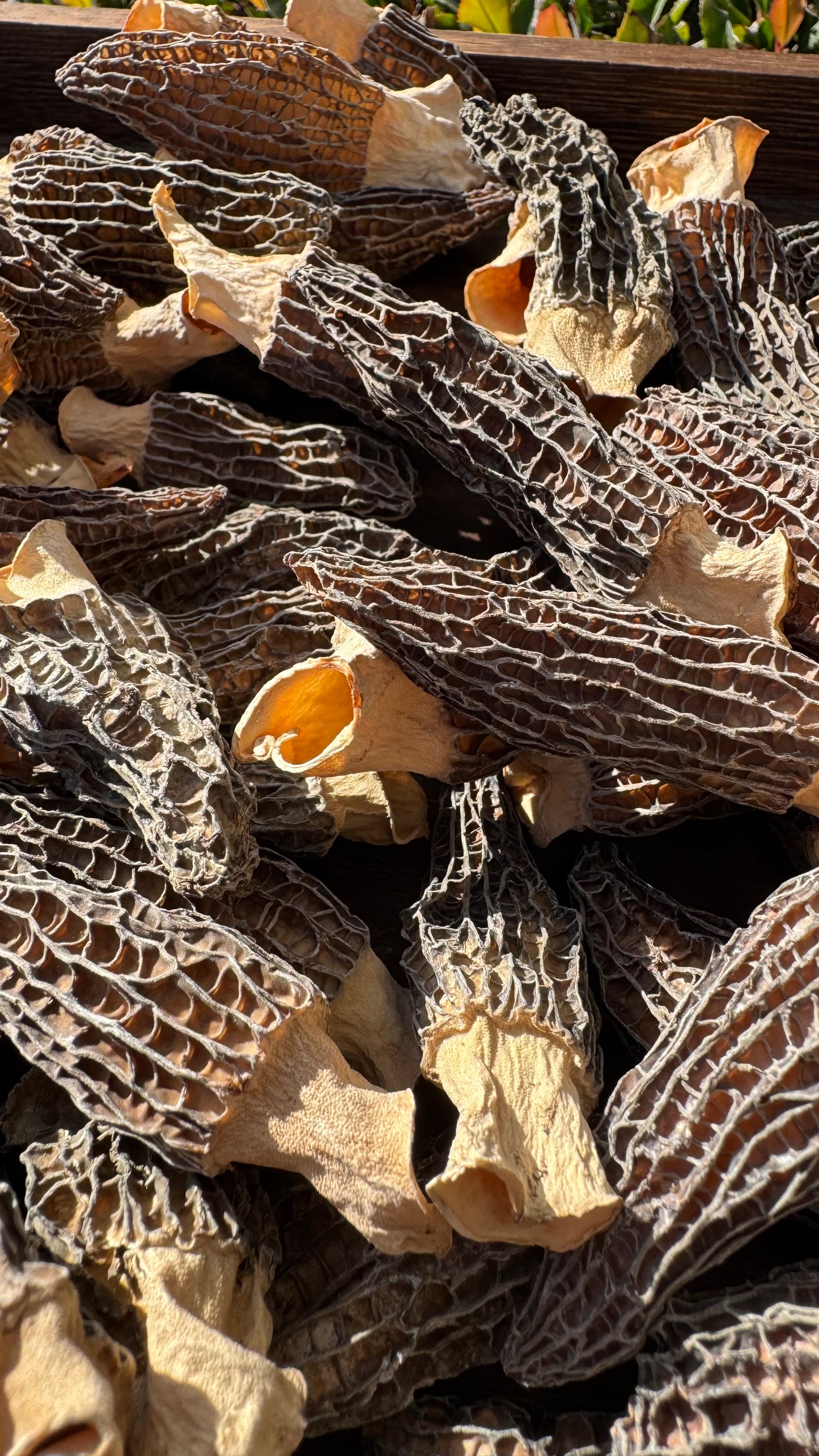 羊肚菌S - Season eSHOP