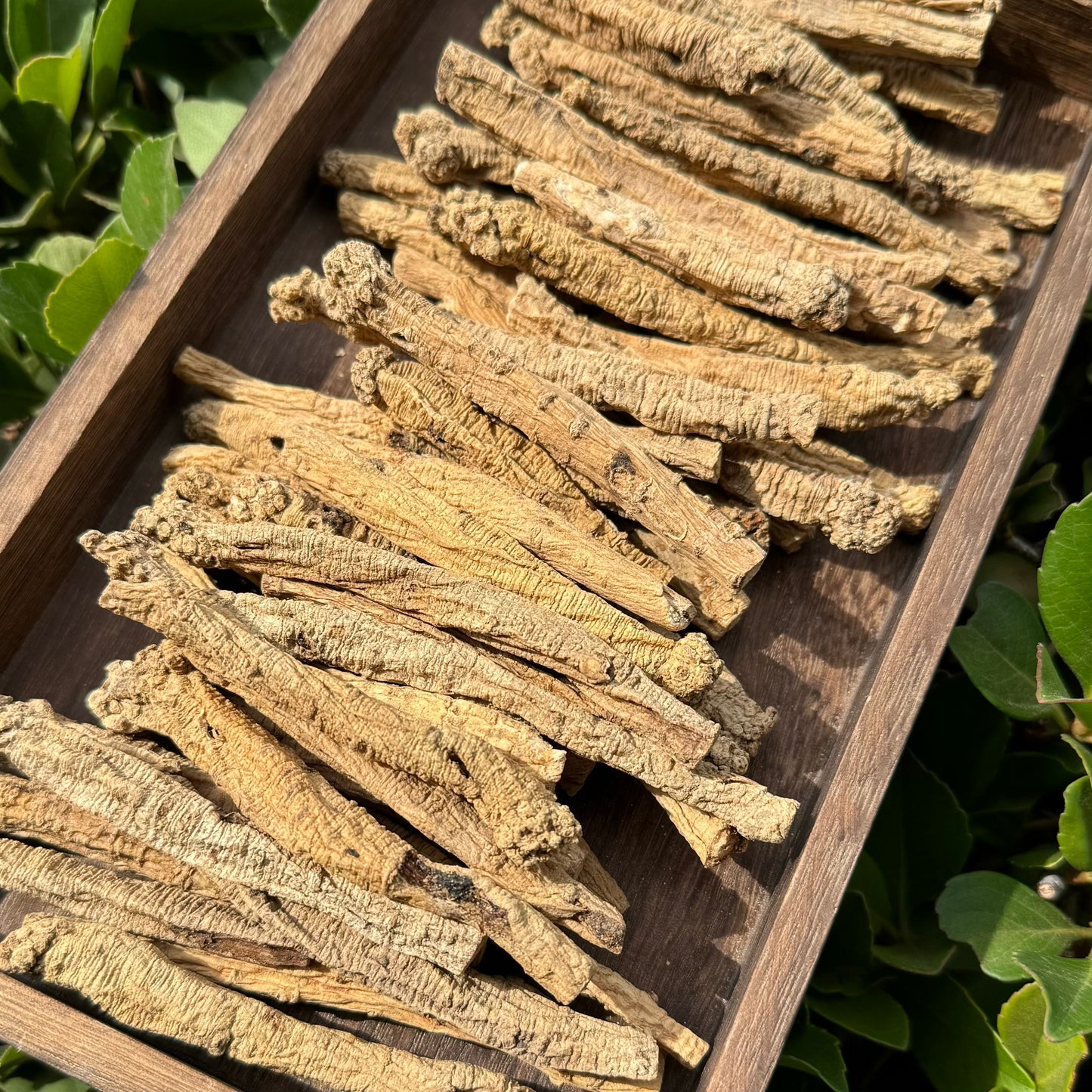 党参 - Season eSHOP