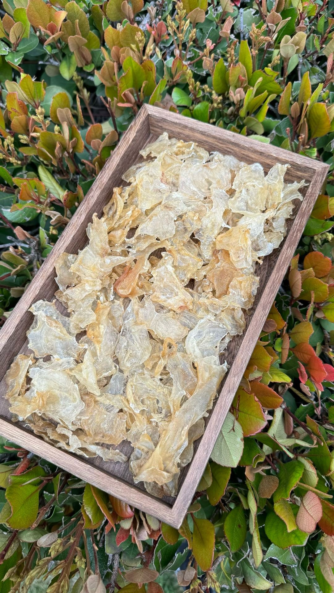小蝴蝶胶 XS · 特价款(227 克) Butterfly Fish Maw XS · Special Offer (227g) - Season eSHOP