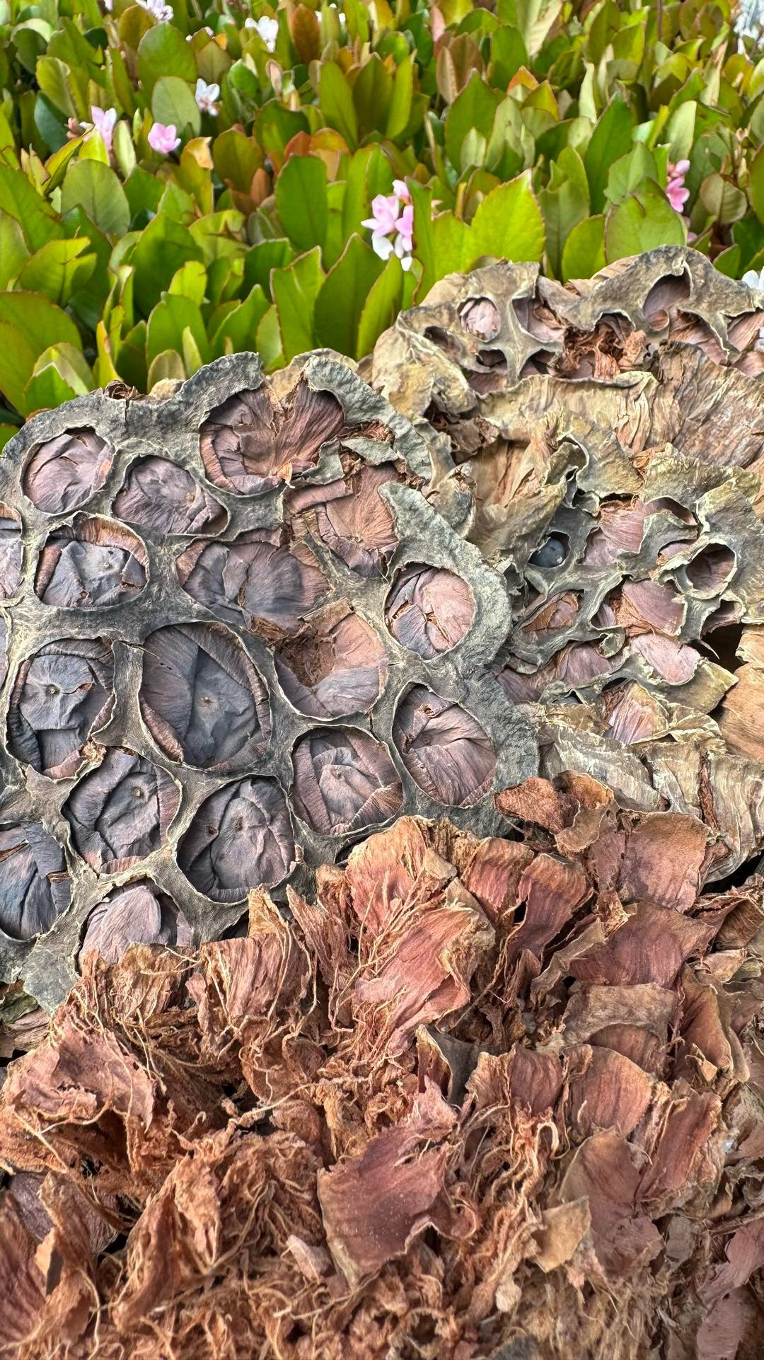 莲蓬 - Season eSHOP