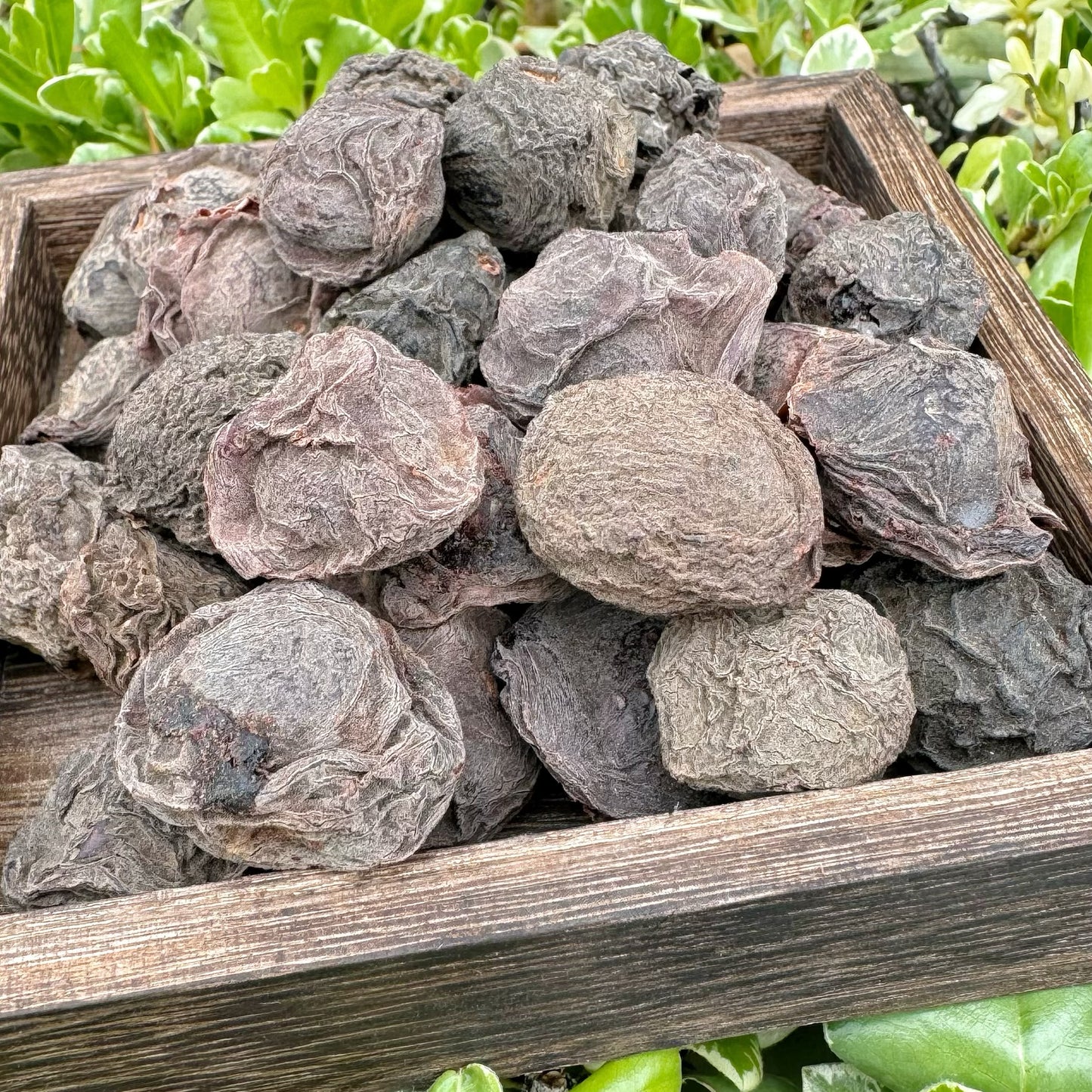 生晒乌梅 - Season eSHOP