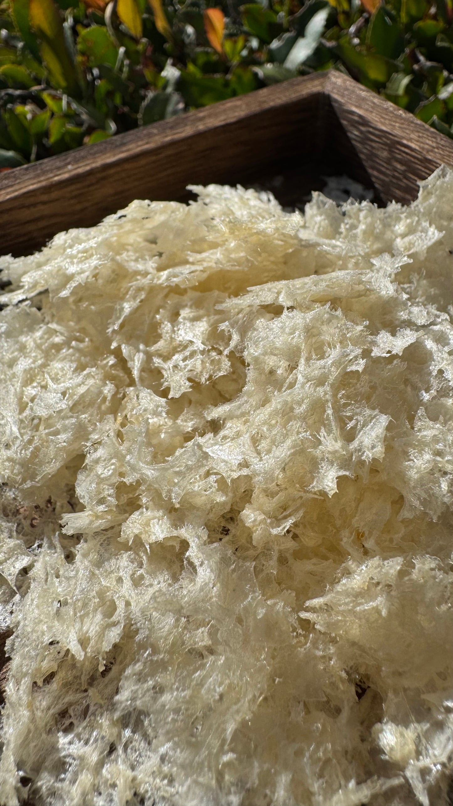 草本银耳(袋装 - Season eSHOP