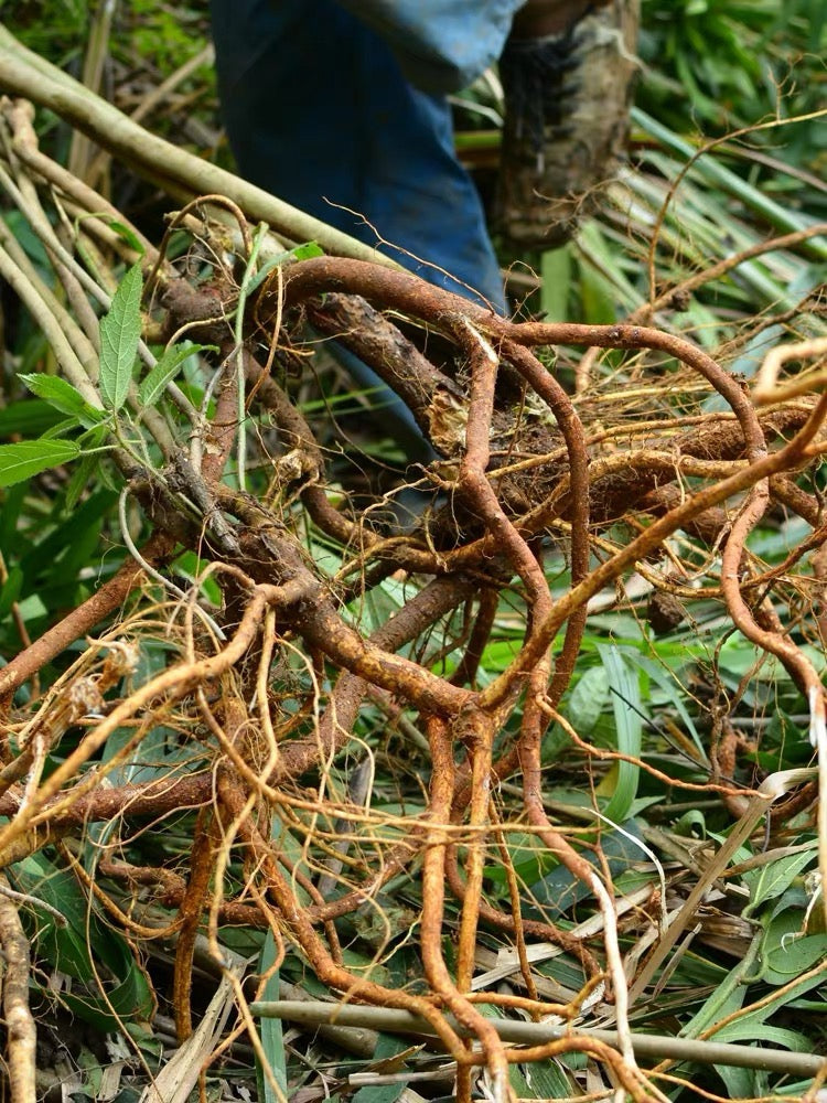 五指毛桃 - Season eSHOP