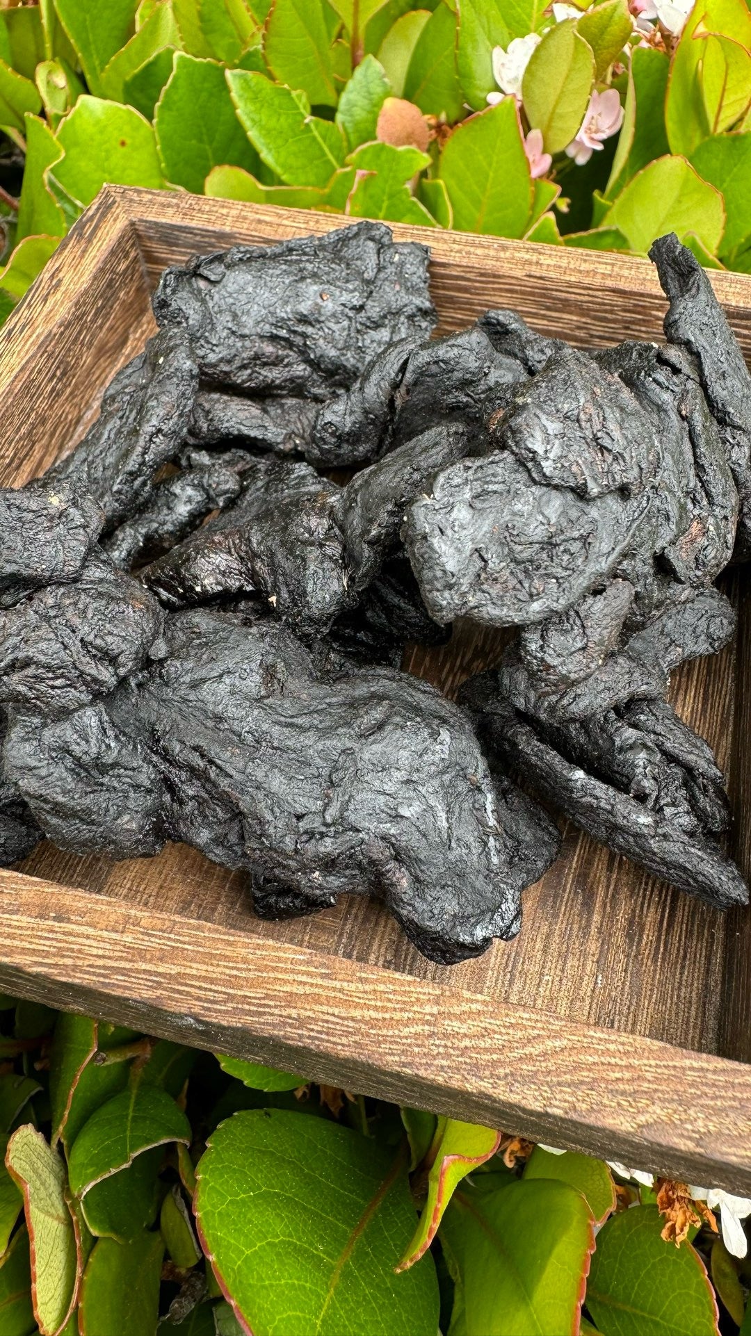 黄精 - Season eSHOP