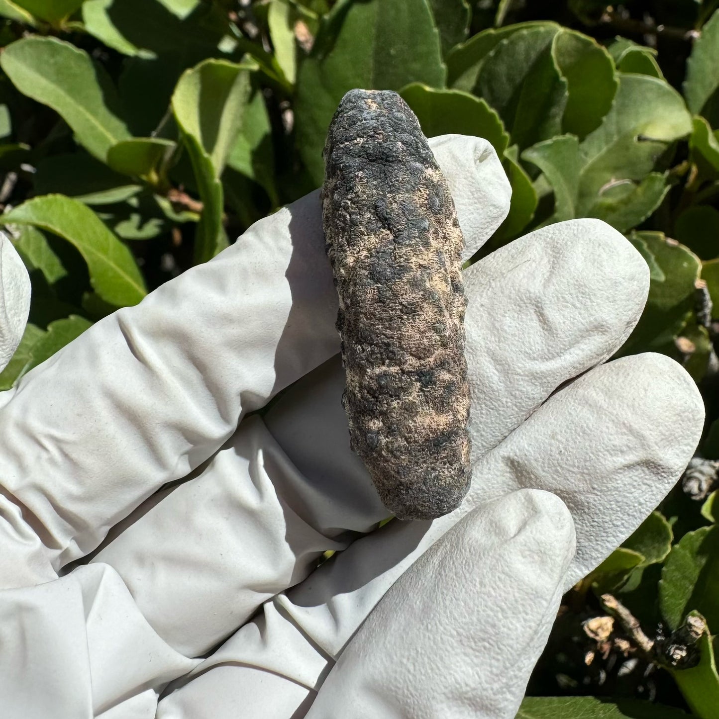 南美肥仔参XS - Season eSHOP