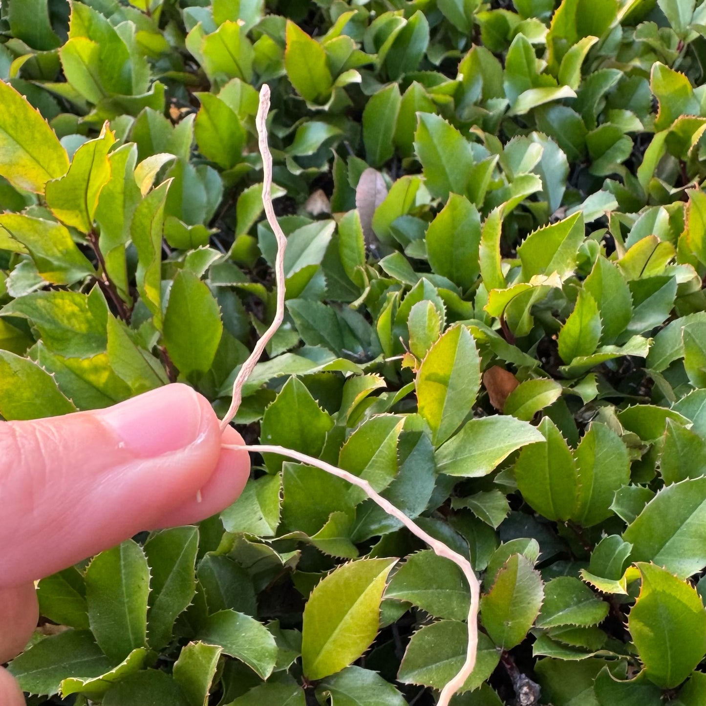 野生麦冬 - Season eSHOP