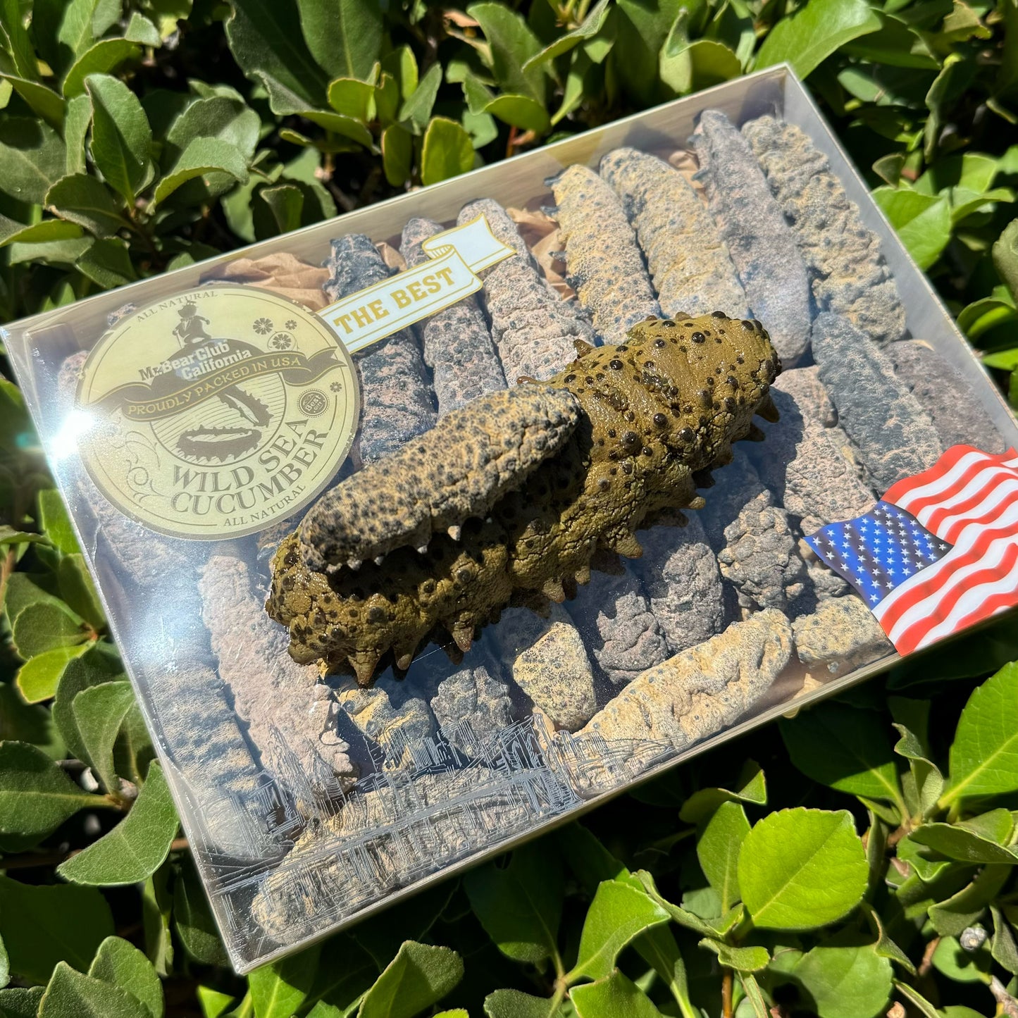 南美肥仔参M - Season eSHOP