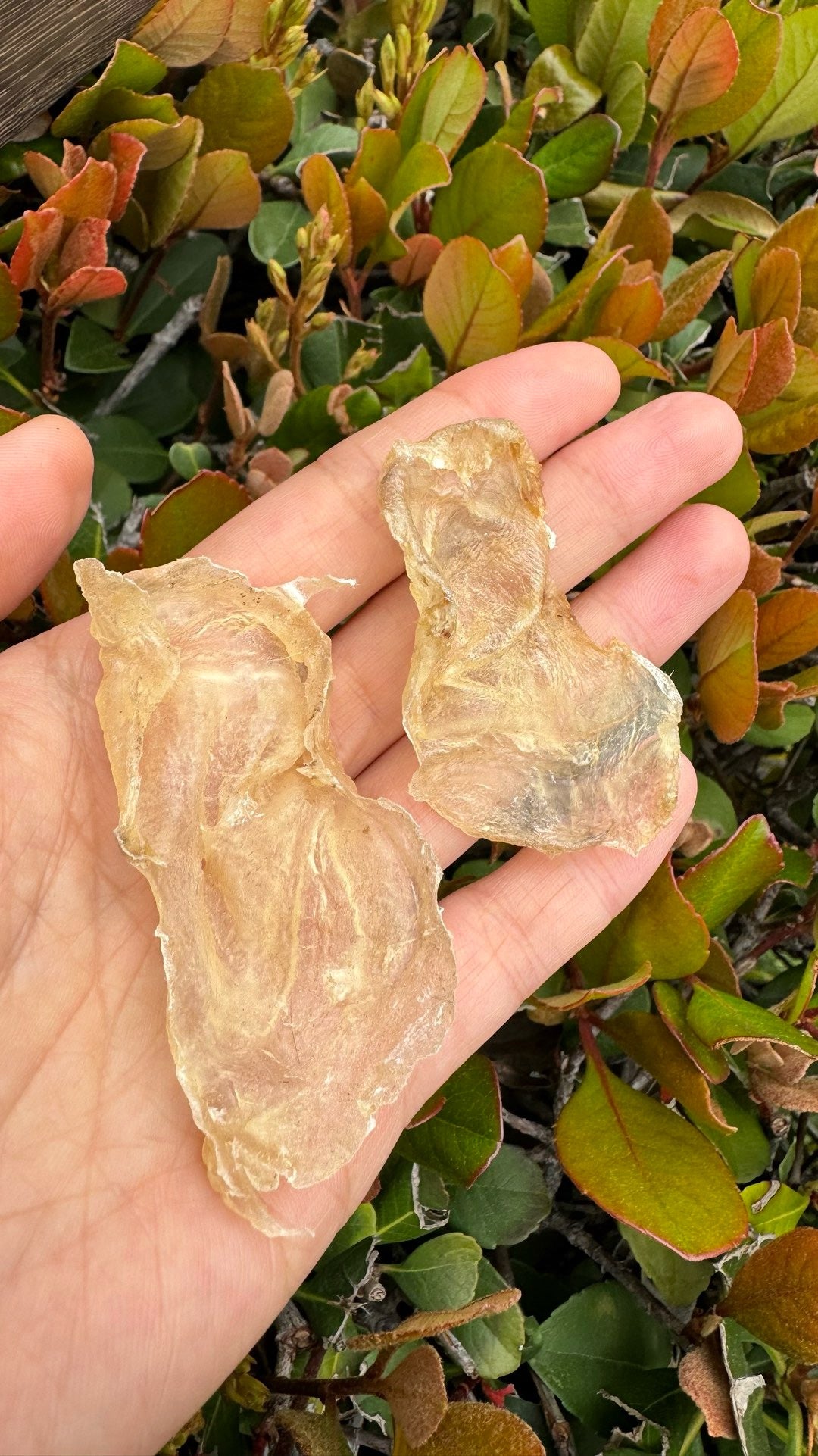 小蝴蝶胶 S · 特价款（227 克 · 约 75 头）
Small Butterfly Fish Maw S · Special Offer (227g · ~75 pcs) - Season eSHOP