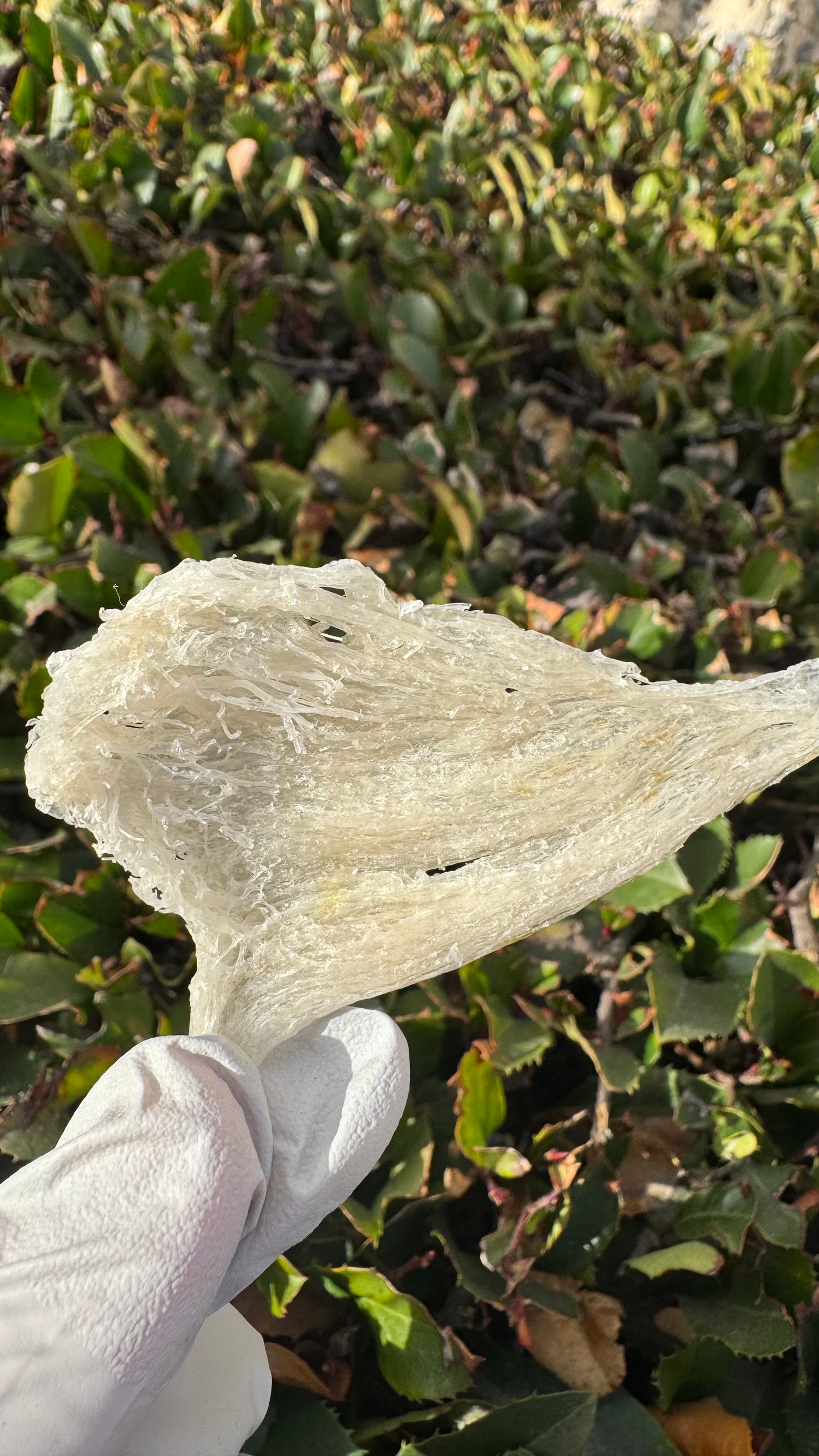 干挑小燕条 · 250 克装
Hand-Picked Small Bird’s Nest Strips · 250g - Season eSHOP