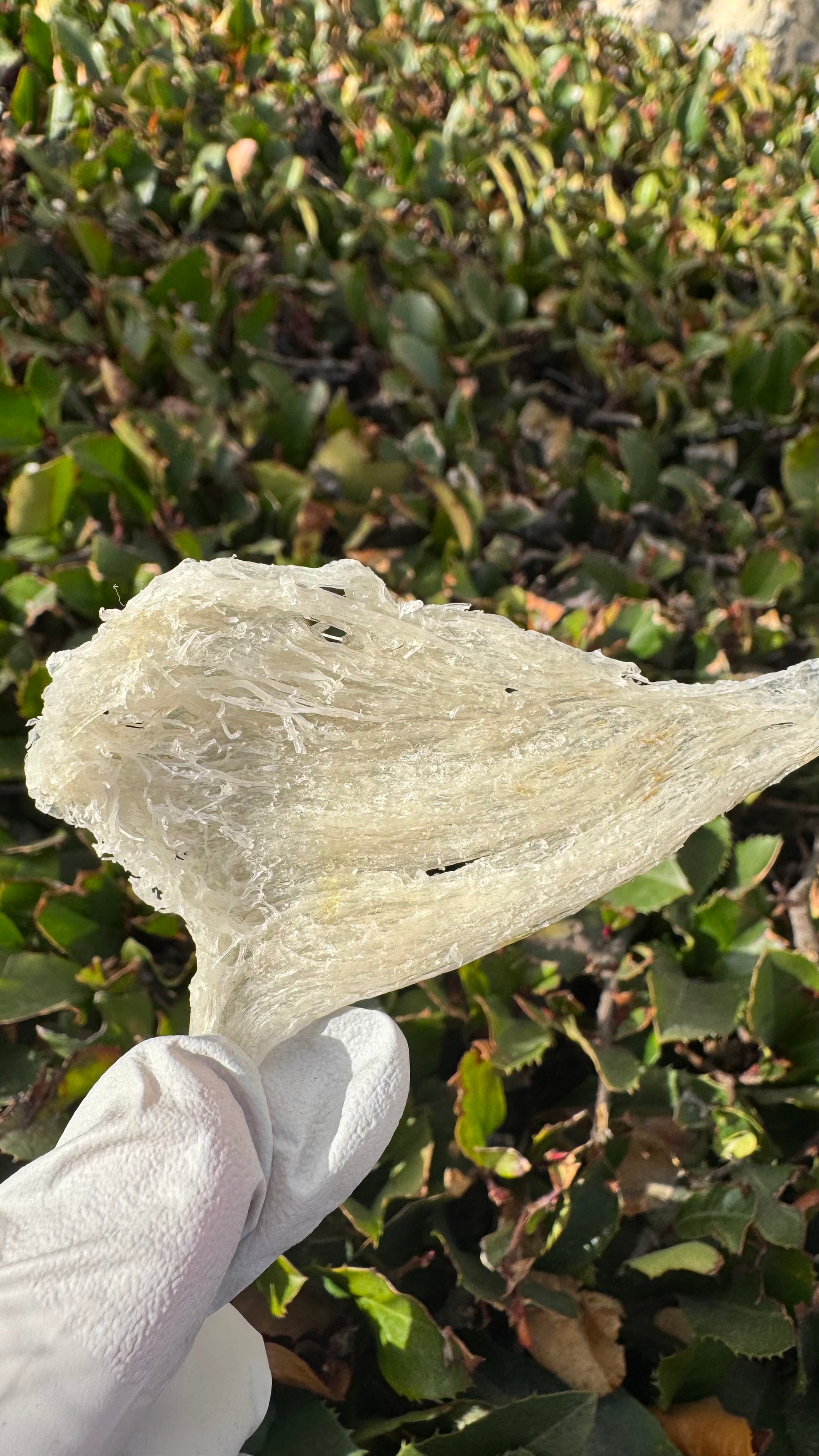 干挑小燕条 · 250 克装
Hand-Picked Small Bird’s Nest Strips · 250g - Season eSHOP