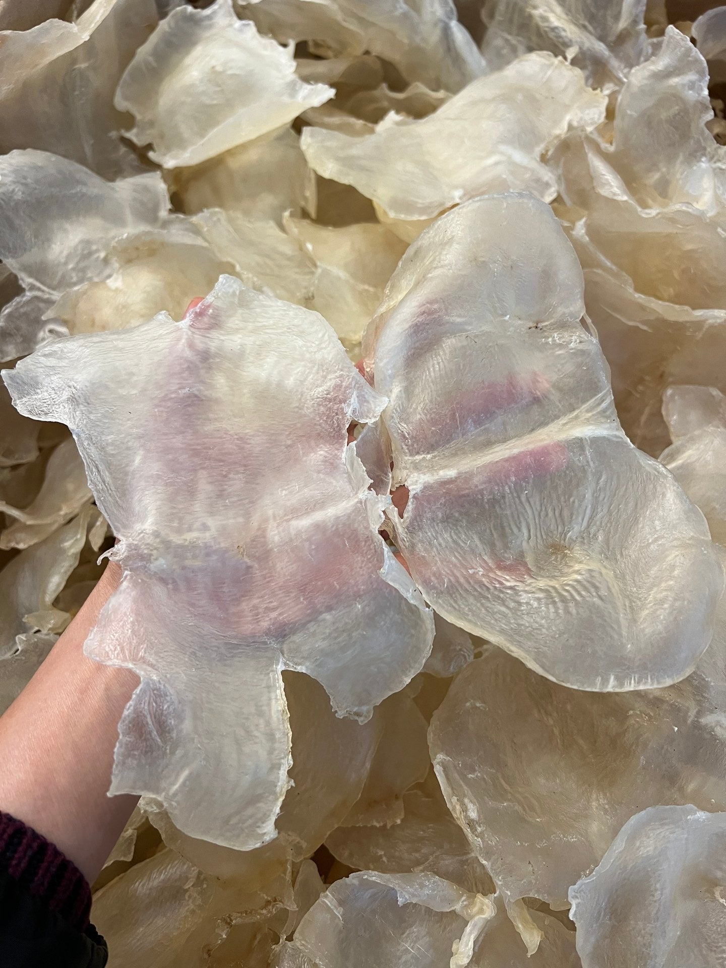 A级蝴蝶胶（15-20 头）
Grade A Butterfly Fish Maw - Season eSHOP