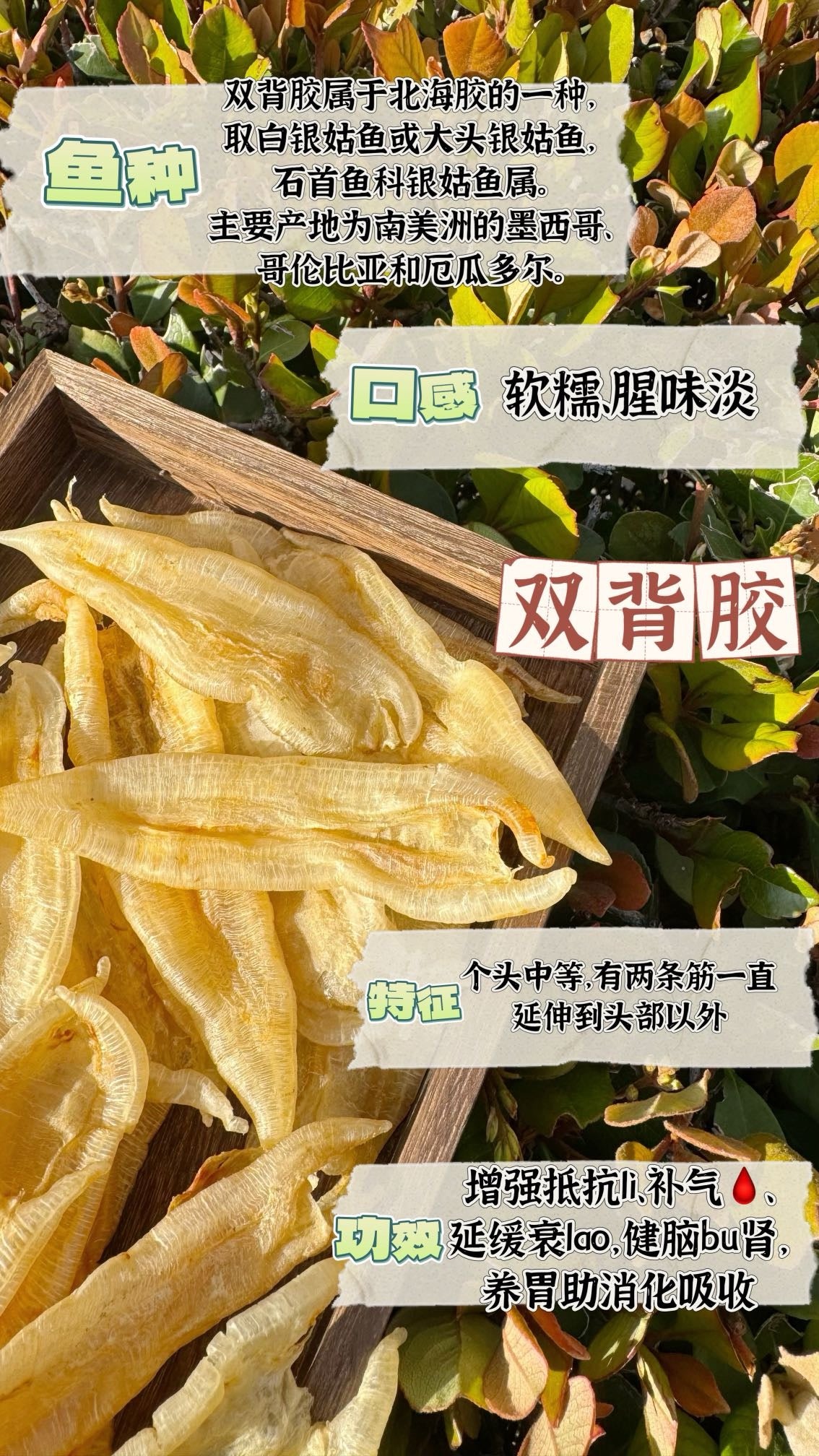 双背北海胶 · 
Double-Spine Northern Sea Fish Maw · Beihai Series - Season eSHOP