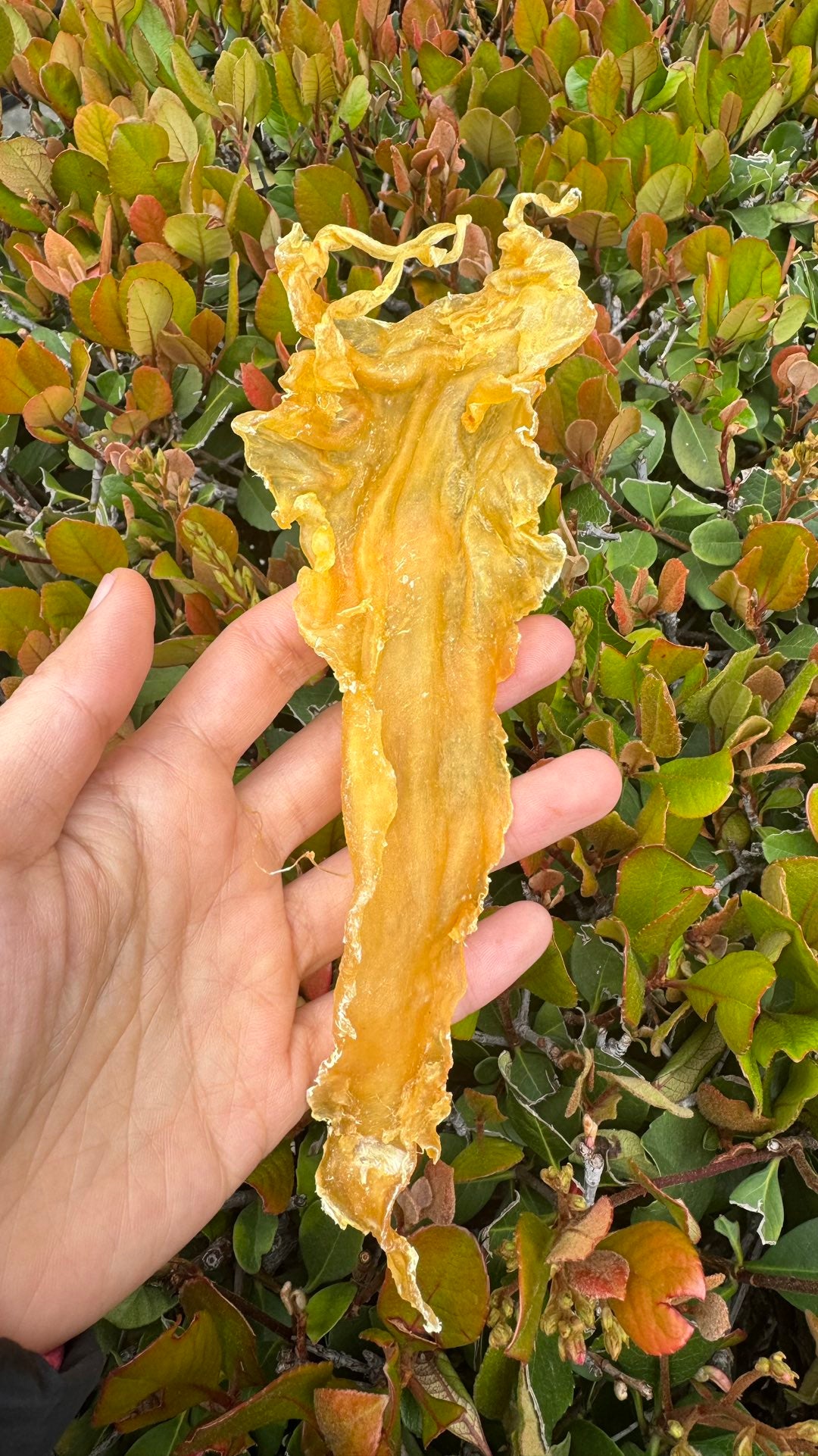 黄金鳕鱼胶
Golden Cod Fish Maw - Season eSHOP