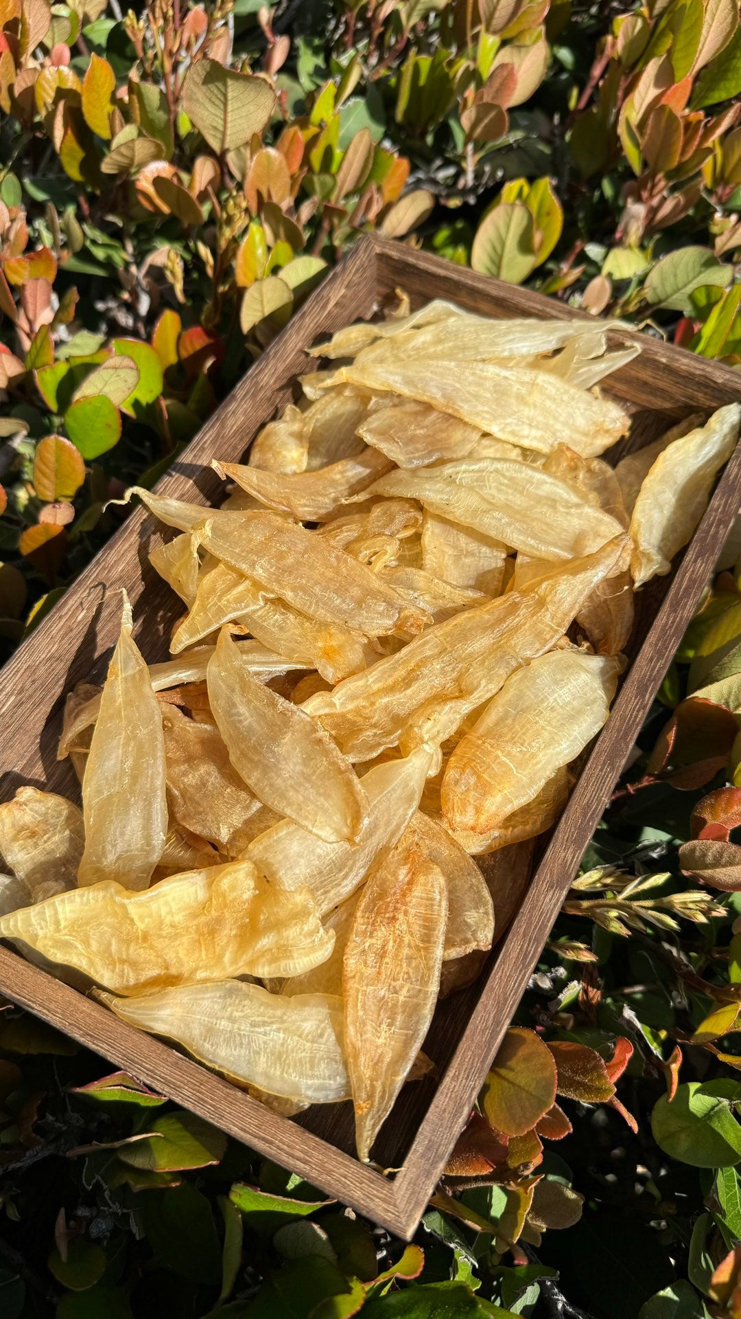 豆仁胶 M，Dou Ren Fish Maw M - Season eSHOP