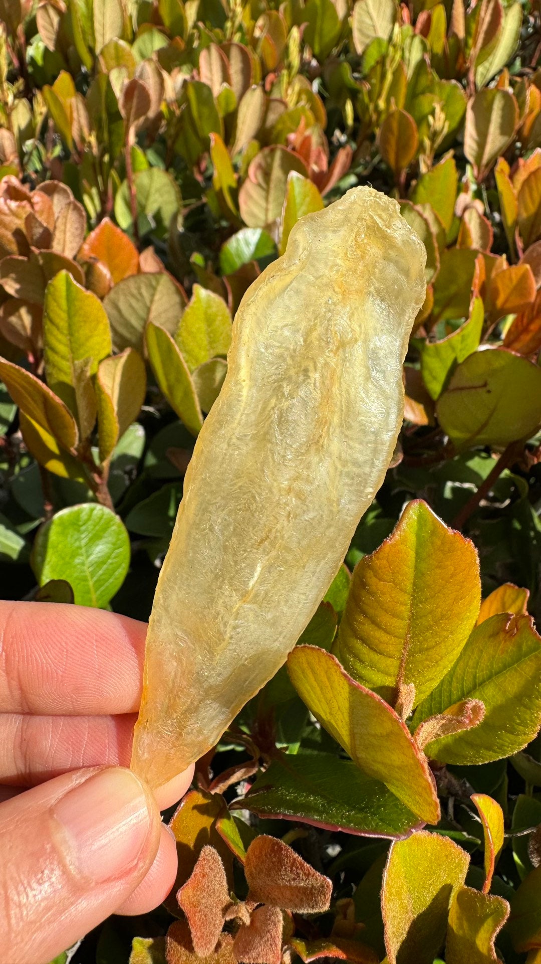 豆仁胶 M，Dou Ren Fish Maw M - Season eSHOP