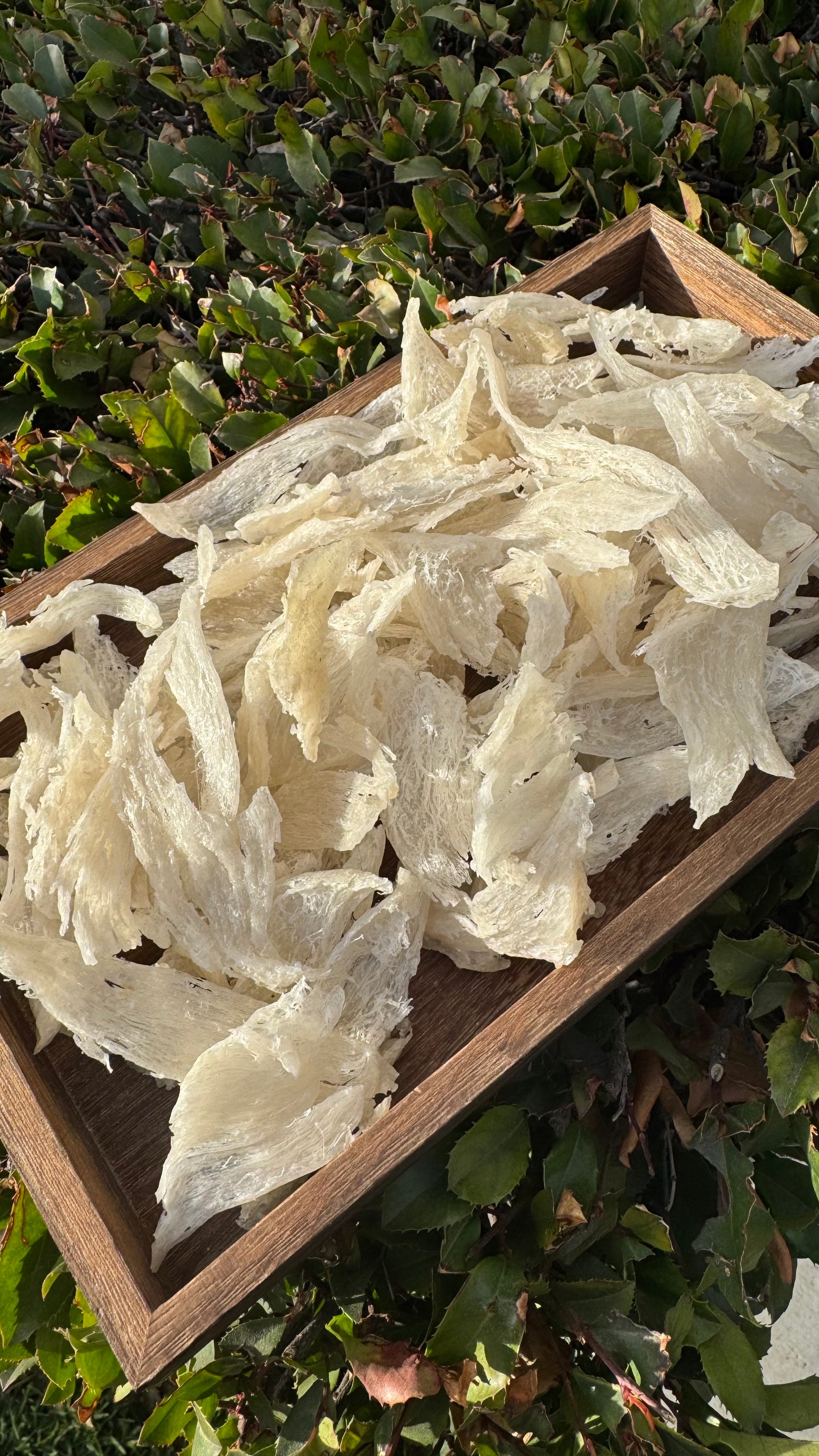 干挑小燕条 · 250 克装
Hand-Picked Small Bird’s Nest Strips · 250g - Season eSHOP