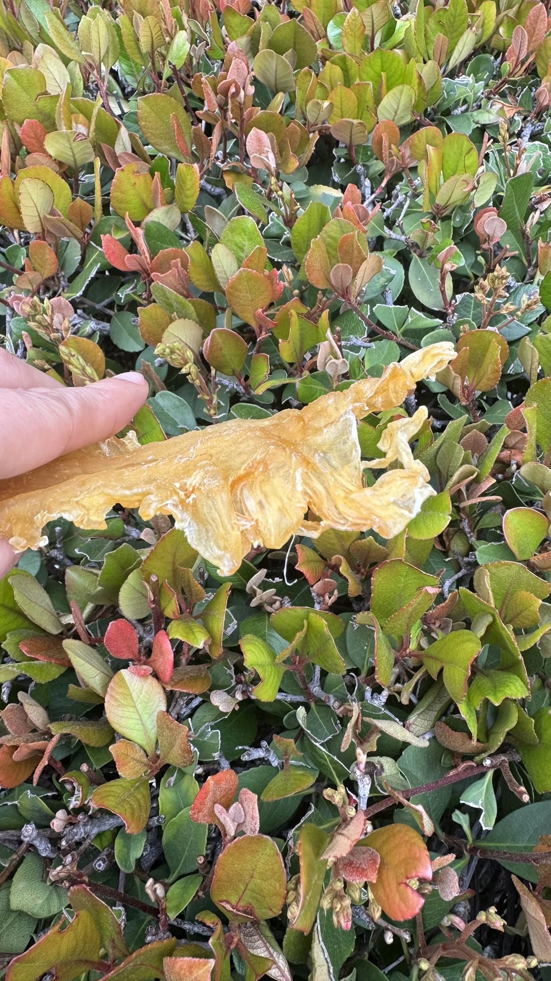 黄金鳕鱼胶
Golden Cod Fish Maw - Season eSHOP