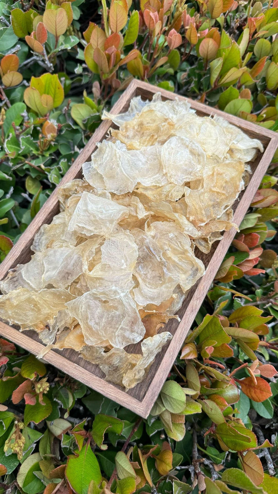 小蝴蝶胶 S · 特价款（227 克 · 约 75 头）
Small Butterfly Fish Maw S · Special Offer (227g · ~75 pcs) - Season eSHOP
