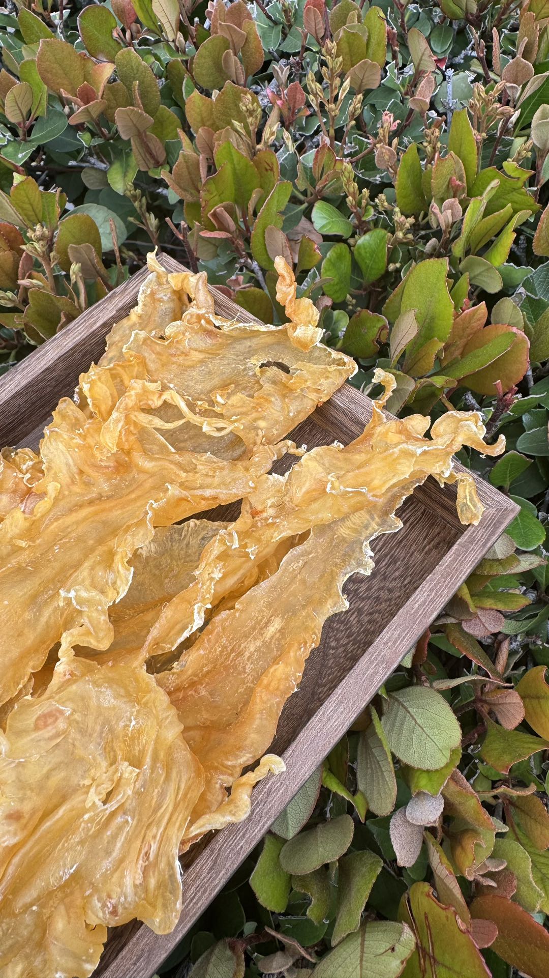 黄金鳕鱼胶
Golden Cod Fish Maw - Season eSHOP