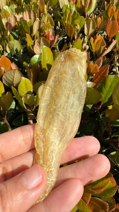 豆仁胶 M，Dou Ren Fish Maw M - Season eSHOP
