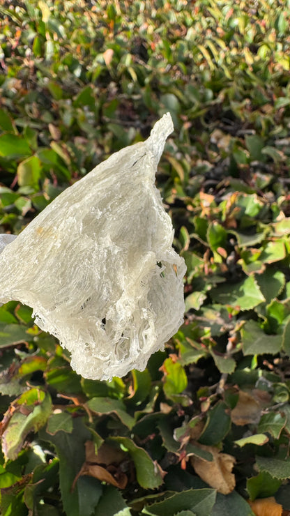 干挑小燕条 · 250 克装
Hand-Picked Small Bird’s Nest Strips · 250g - Season eSHOP