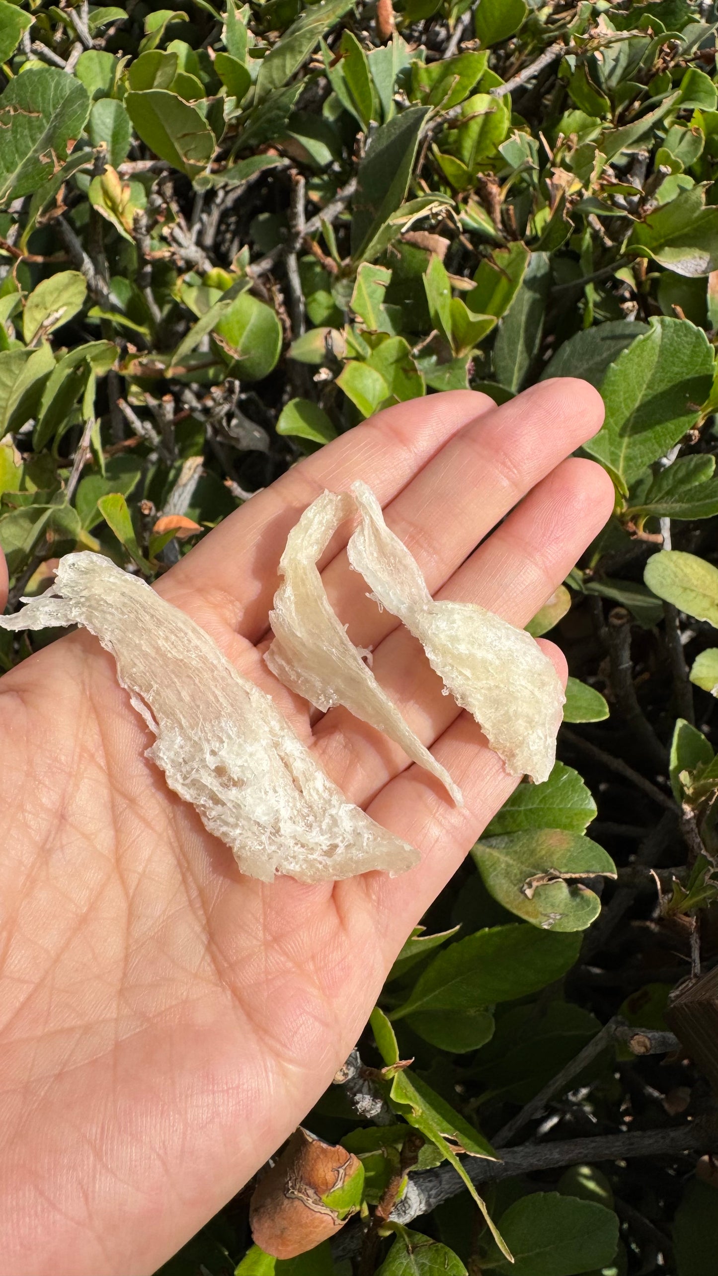 干挑小燕条 · 250 克装 Hand-Picked small Bird’s Nest Strips · 250g - Season eSHOP