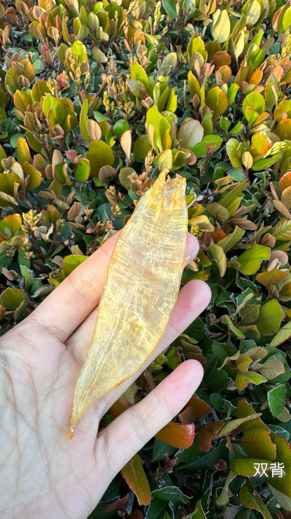 双背北海胶 · 
Double-Spine Northern Sea Fish Maw · Beihai Series - Season eSHOP