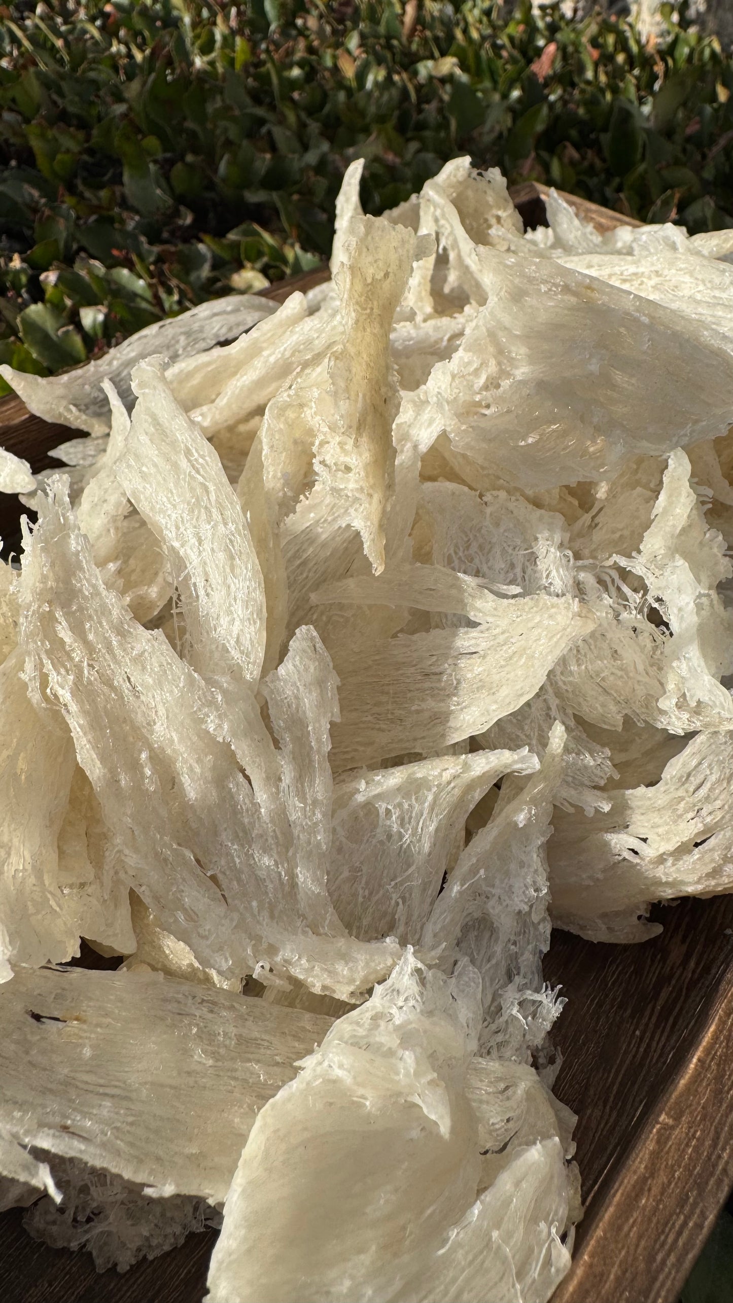 干挑小燕条 · 250 克装
Hand-Picked Small Bird’s Nest Strips · 250g - Season eSHOP