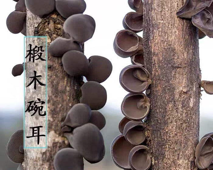 猫耳 - Season eSHOP