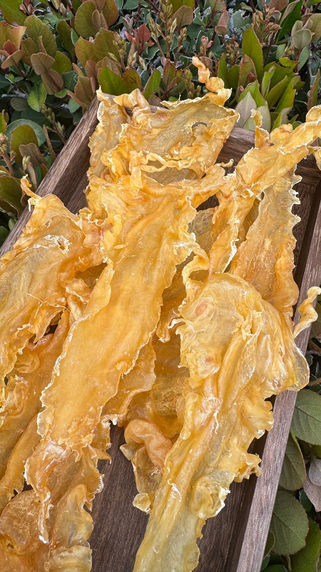 黄金鳕鱼胶
Golden Cod Fish Maw - Season eSHOP