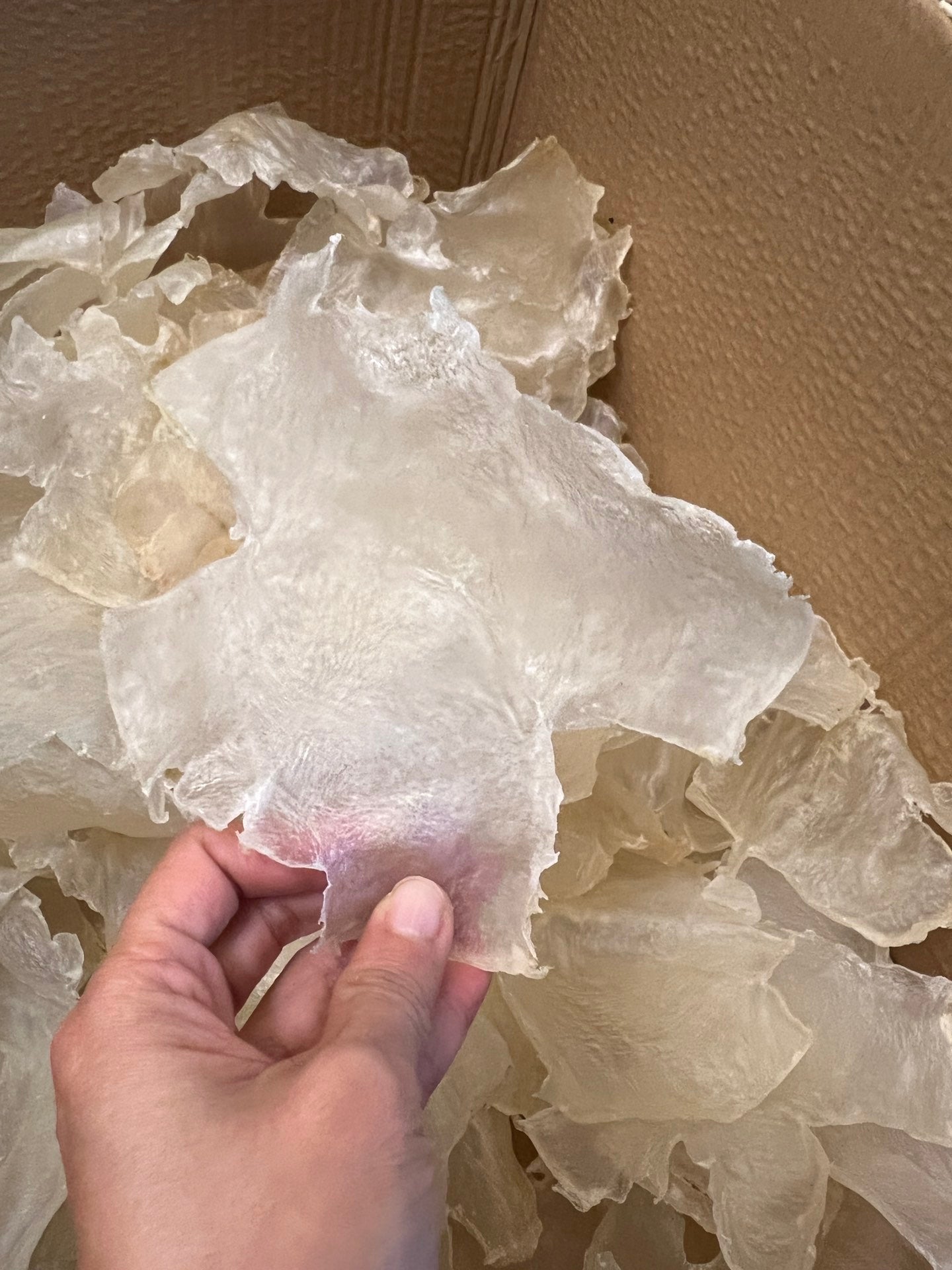 A级蝴蝶胶（15-20 头）
Grade A Butterfly Fish Maw - Season eSHOP
