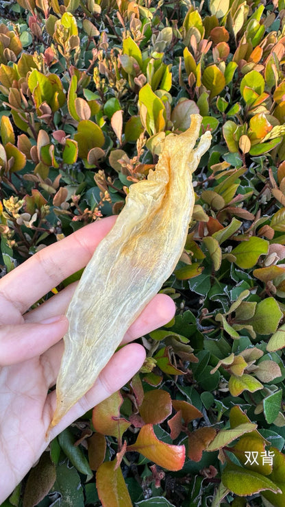 双背北海胶 · 
Double-Spine Northern Sea Fish Maw · Beihai Series - Season eSHOP