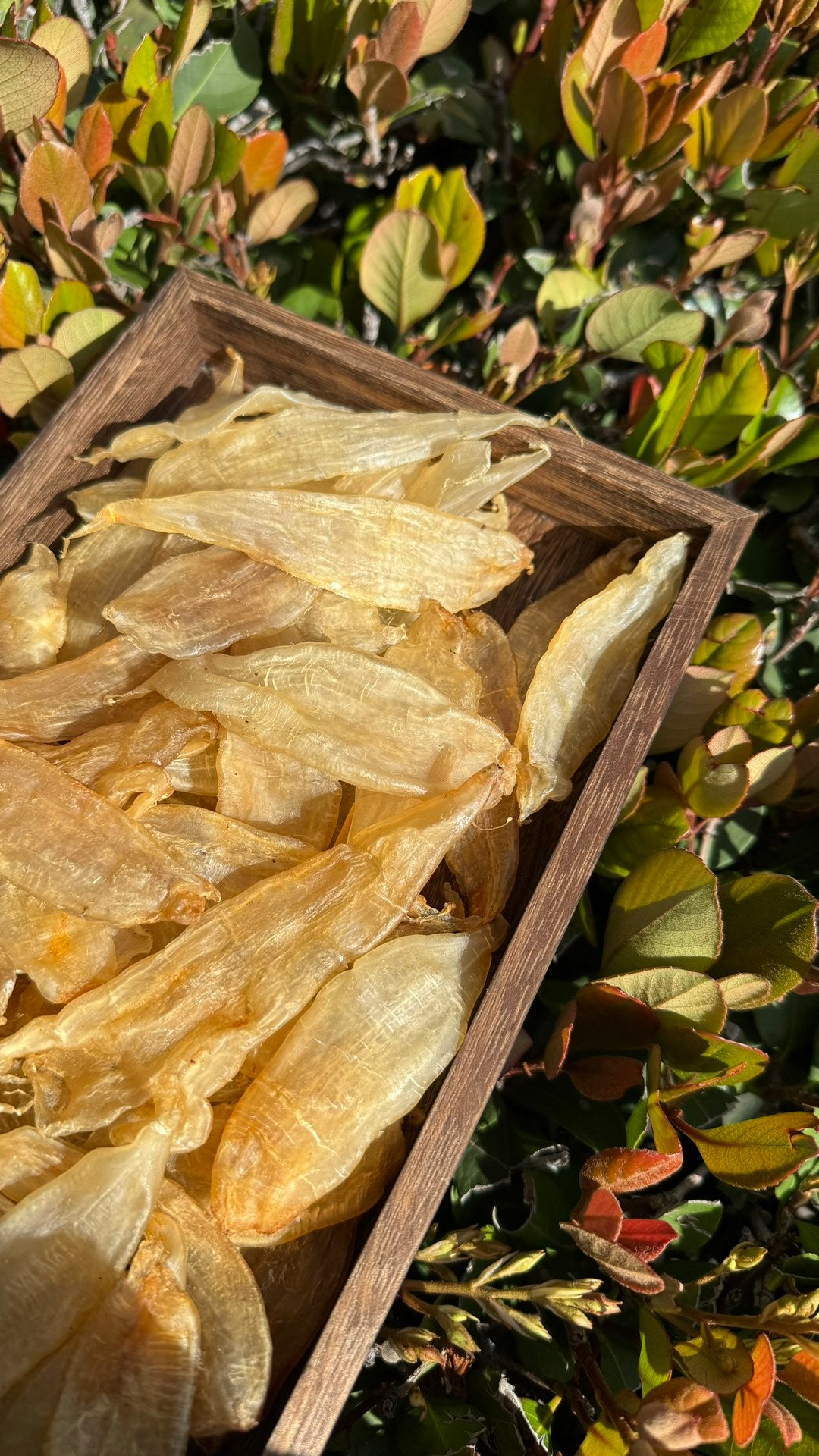 豆仁胶 M，Dou Ren Fish Maw M - Season eSHOP