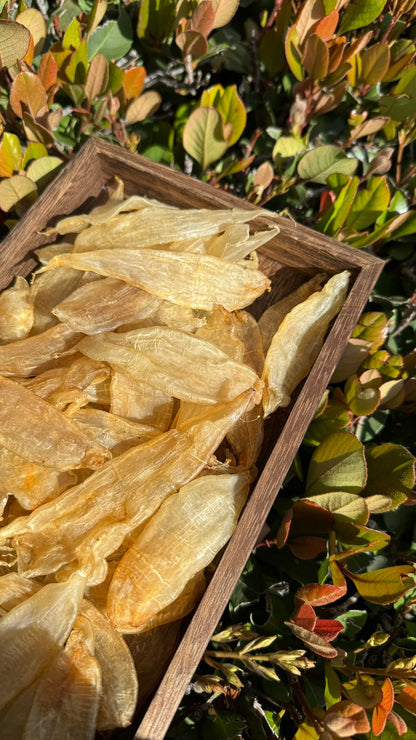 豆仁胶 M，Dou Ren Fish Maw M - Season eSHOP