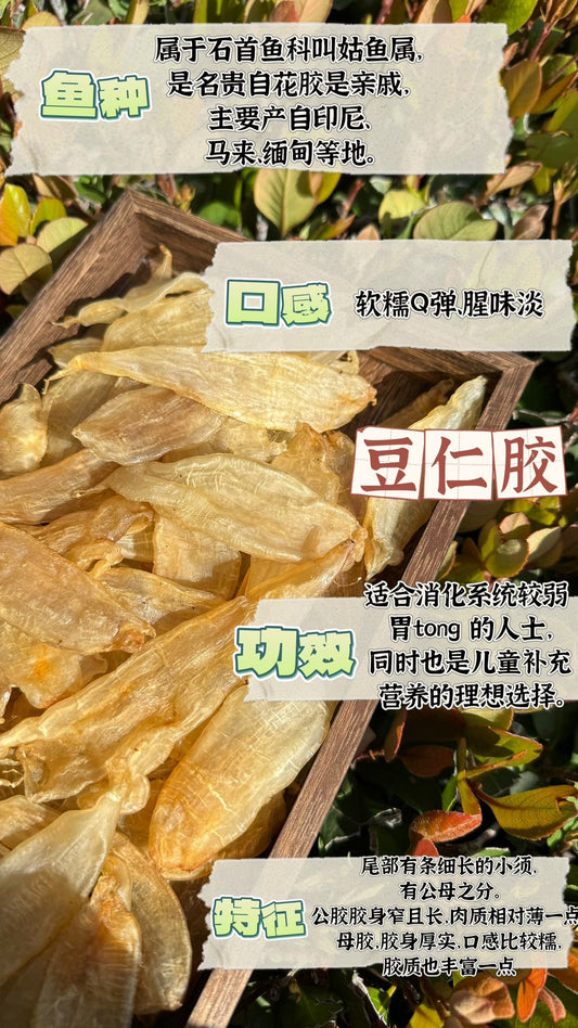 豆仁胶 M，Dou Ren Fish Maw M - Season eSHOP