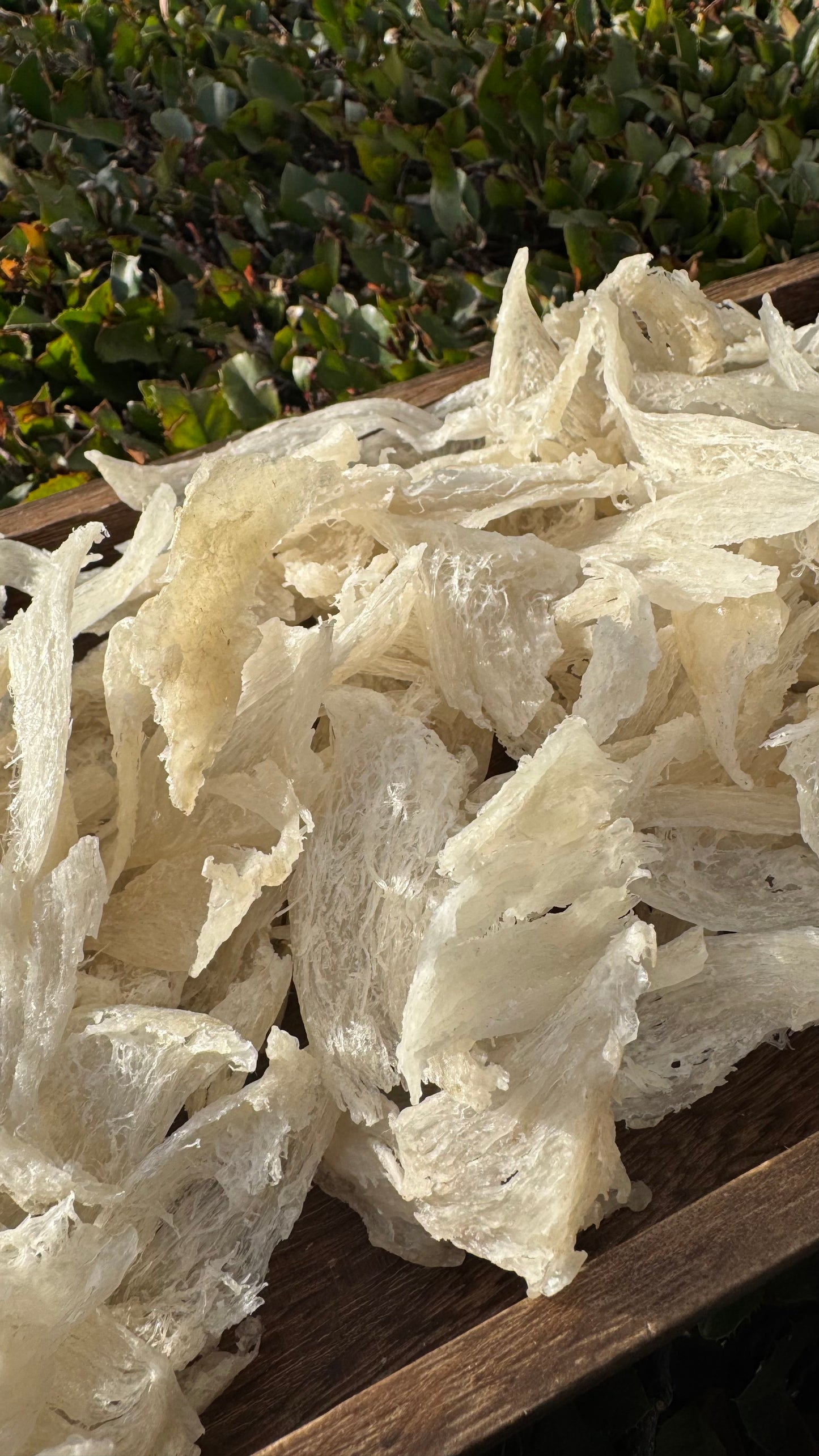 干挑小燕条 · 250 克装
Hand-Picked Small Bird’s Nest Strips · 250g - Season eSHOP