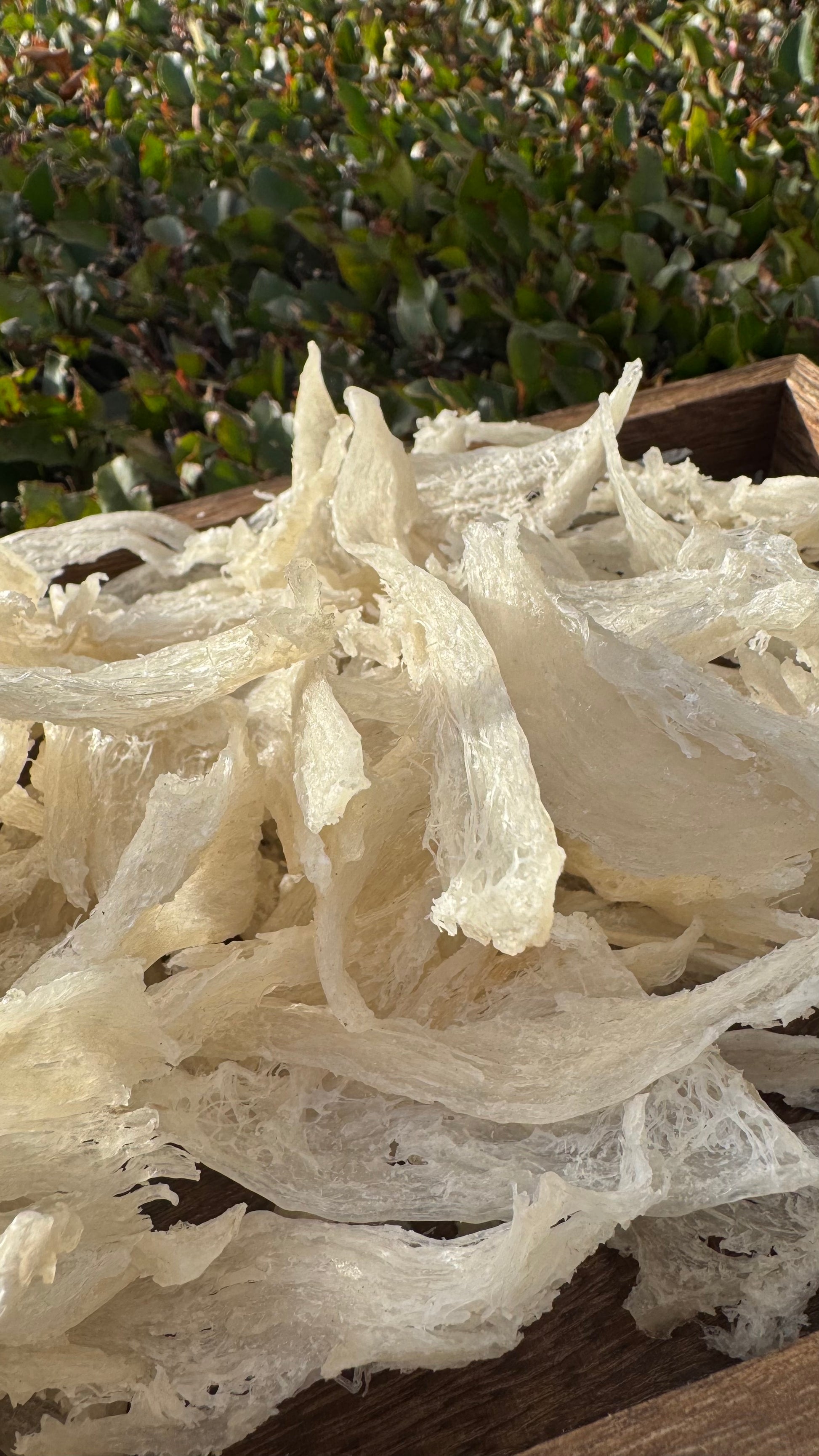 干挑小燕条 · 250 克装
Hand-Picked Small Bird’s Nest Strips · 250g - Season eSHOP