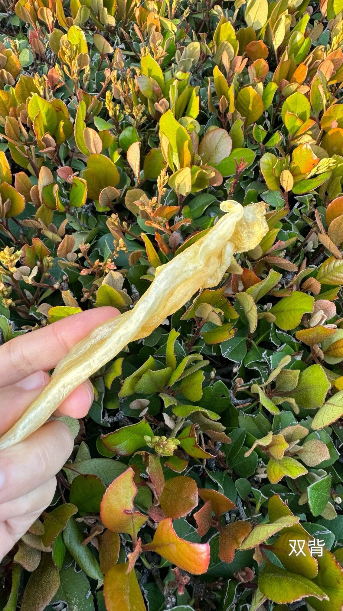 双背北海胶 · 
Double-Spine Northern Sea Fish Maw · Beihai Series - Season eSHOP