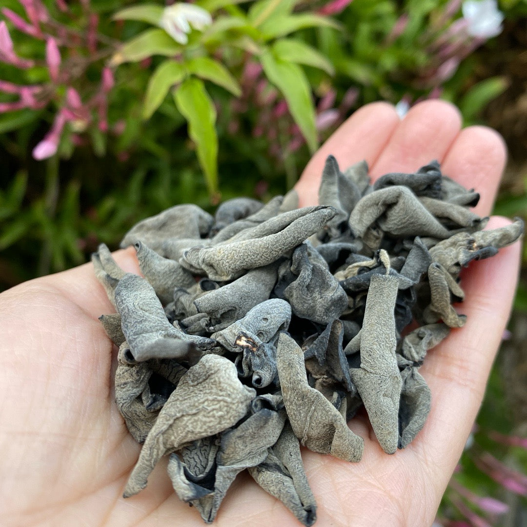 猫耳 - Season eSHOP