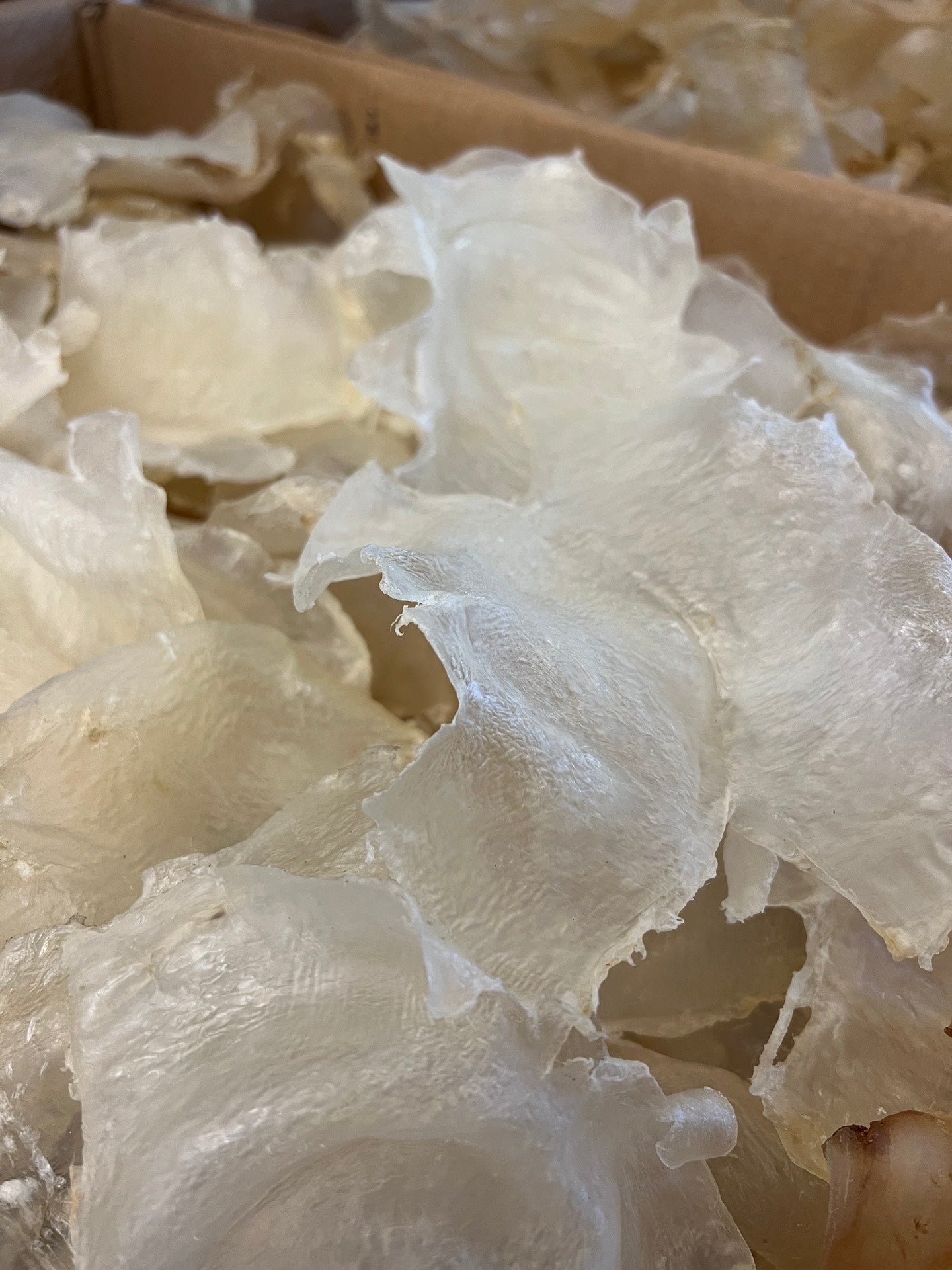 A级蝴蝶胶（15-20 头）
Grade A Butterfly Fish Maw - Season eSHOP