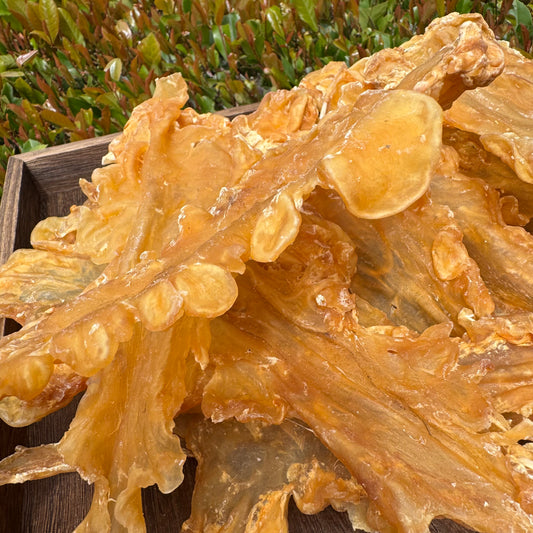 鳕鱼胶（5头） - Season eSHOP