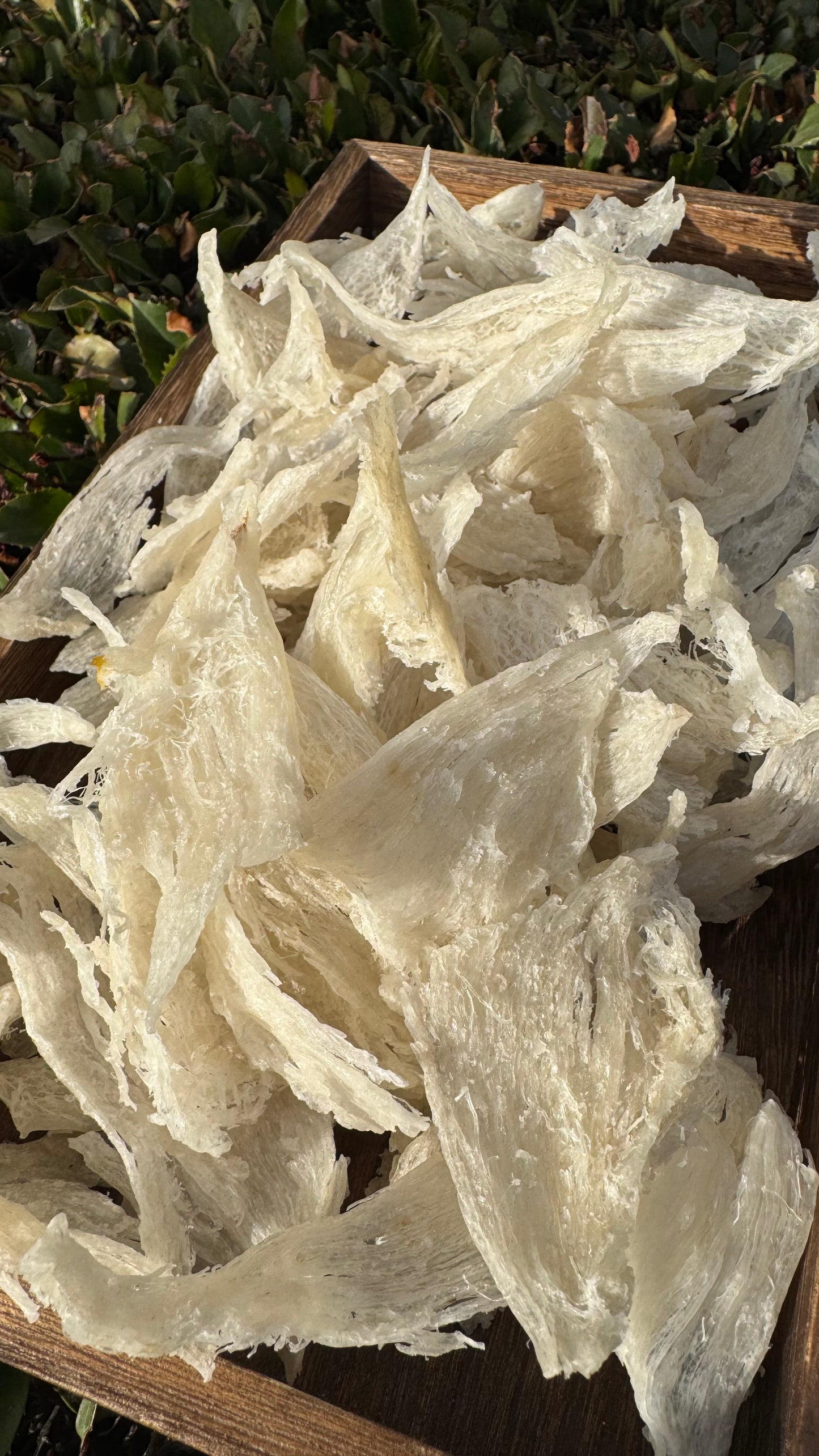 干挑小燕条 · 250 克装
Hand-Picked Small Bird’s Nest Strips · 250g - Season eSHOP