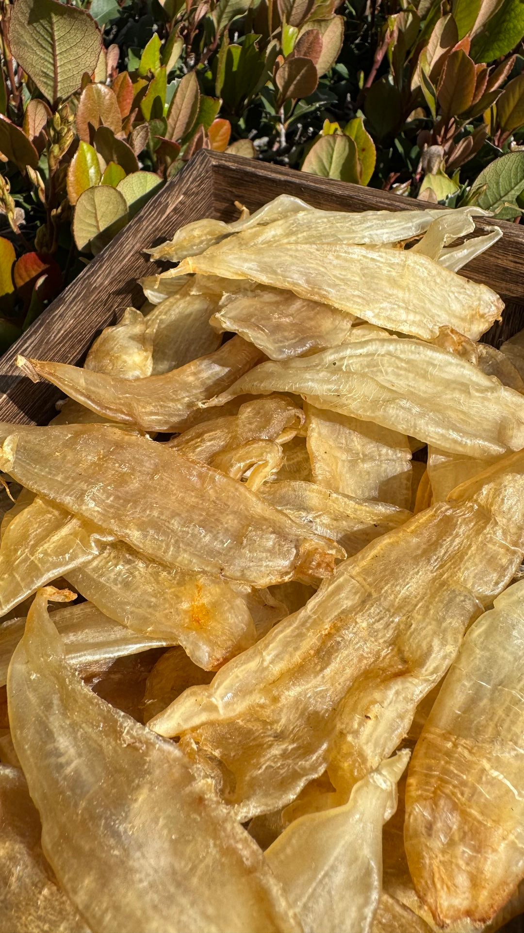 豆仁胶 M，Dou Ren Fish Maw M - Season eSHOP