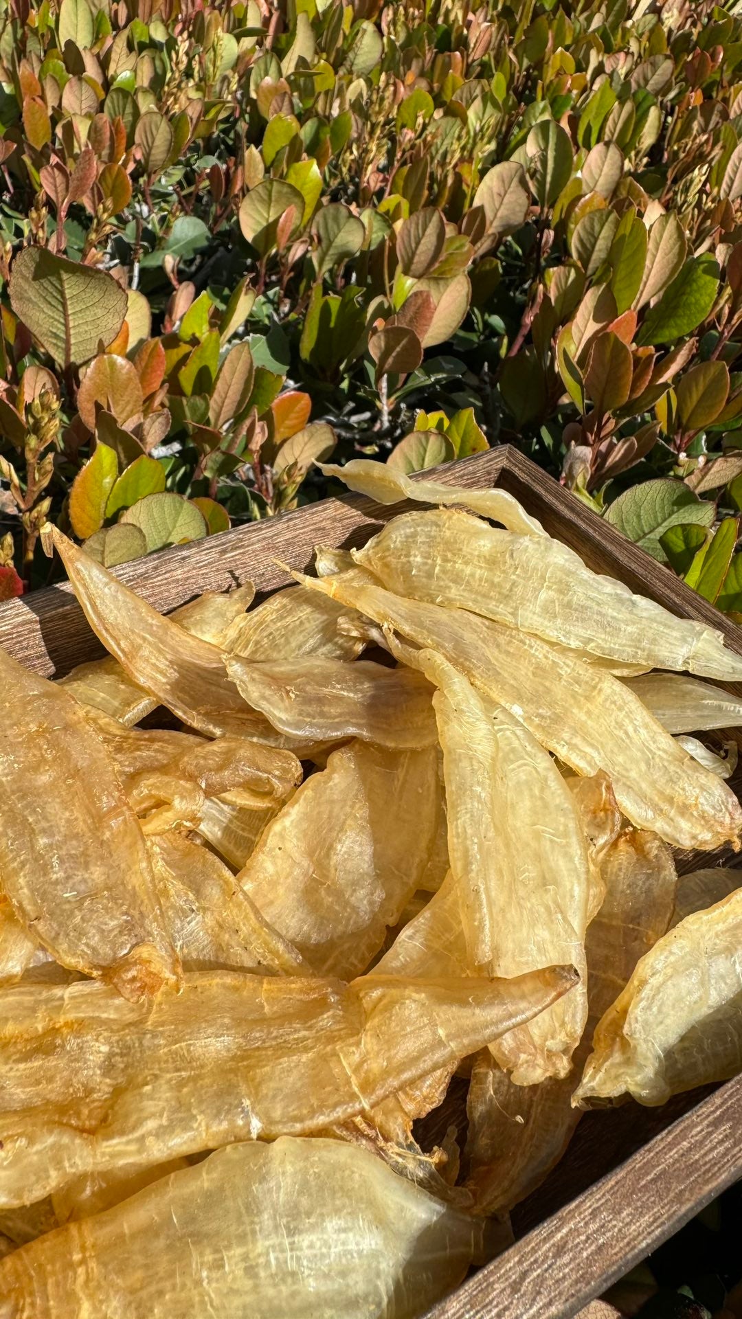 豆仁胶 M，Dou Ren Fish Maw M - Season eSHOP