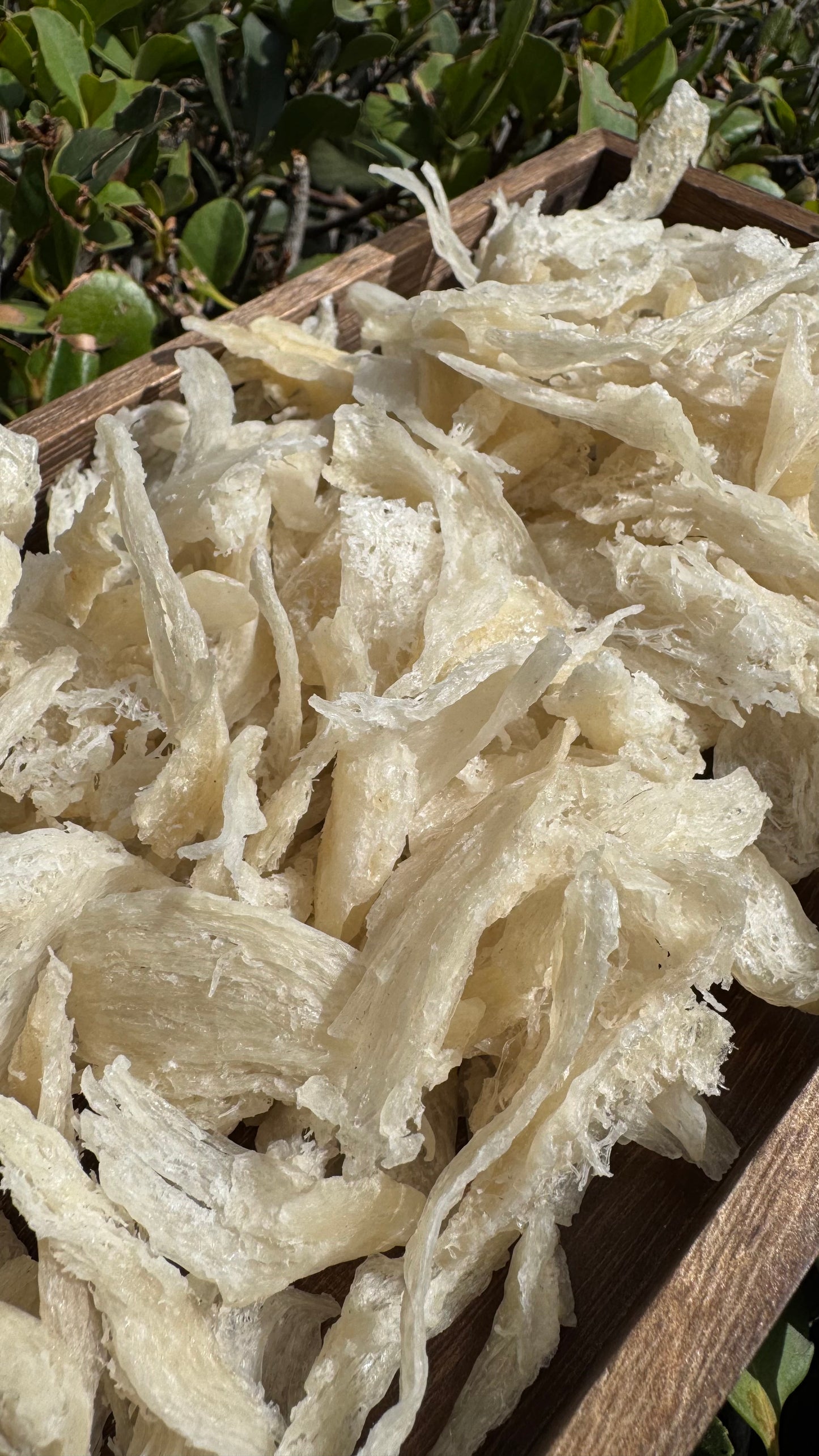 干挑小燕条 · 250 克装 Hand-Picked small Bird’s Nest Strips · 250g - Season eSHOP