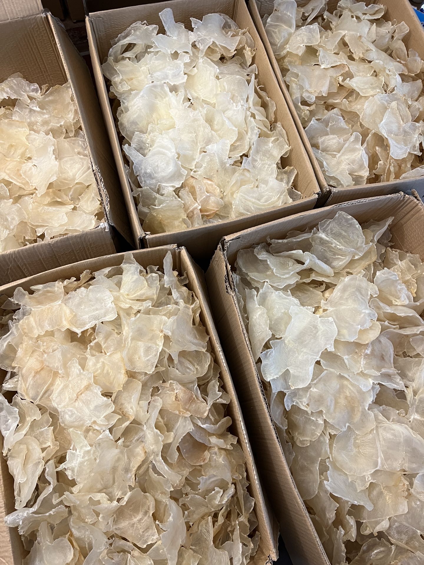 A级蝴蝶胶（15-20 头）
Grade A Butterfly Fish Maw - Season eSHOP