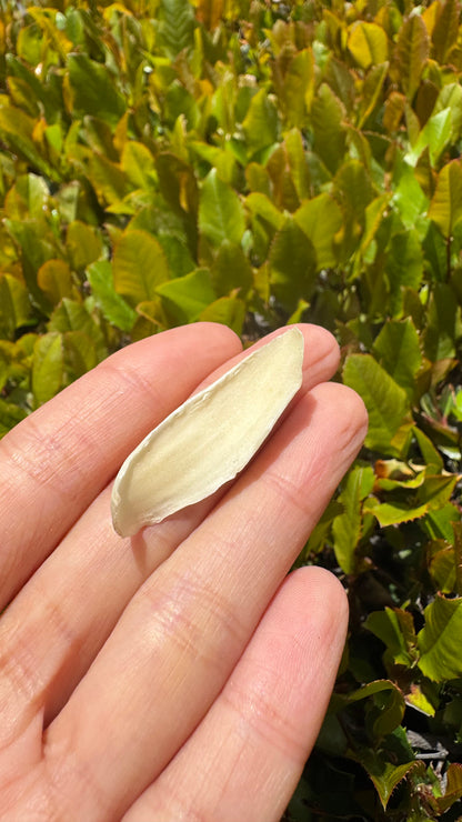 百合 - Season eSHOP